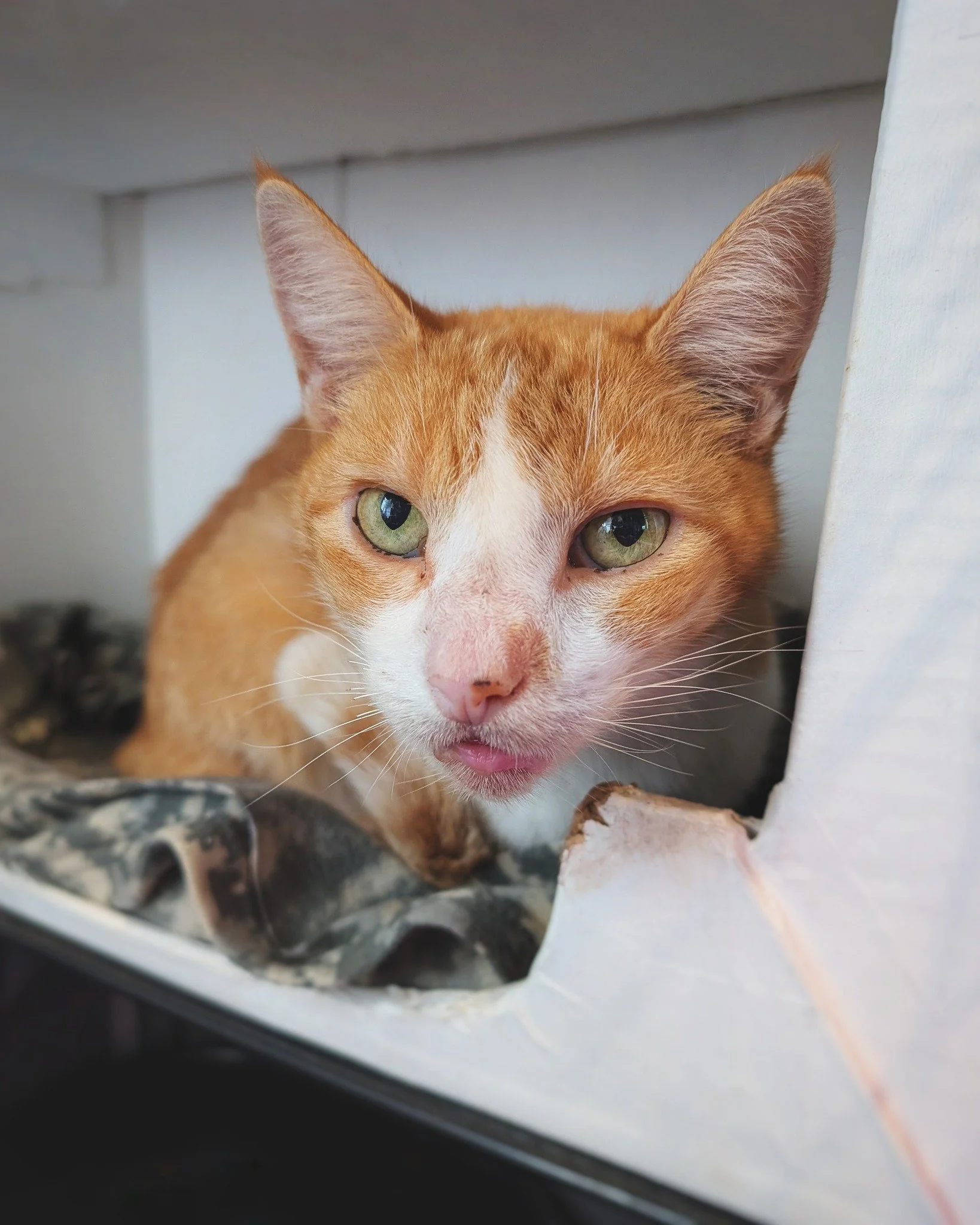 Happy Autumn Equinox from all of us here at Hotel Bravo! 🌞❤🌝
Also, please say hello to our newest resident, Mr. Oscar! 💥 This handsome fella, who in spite of taking a really good portrait, is in pretty rough shape. He came to us a few days ago as 