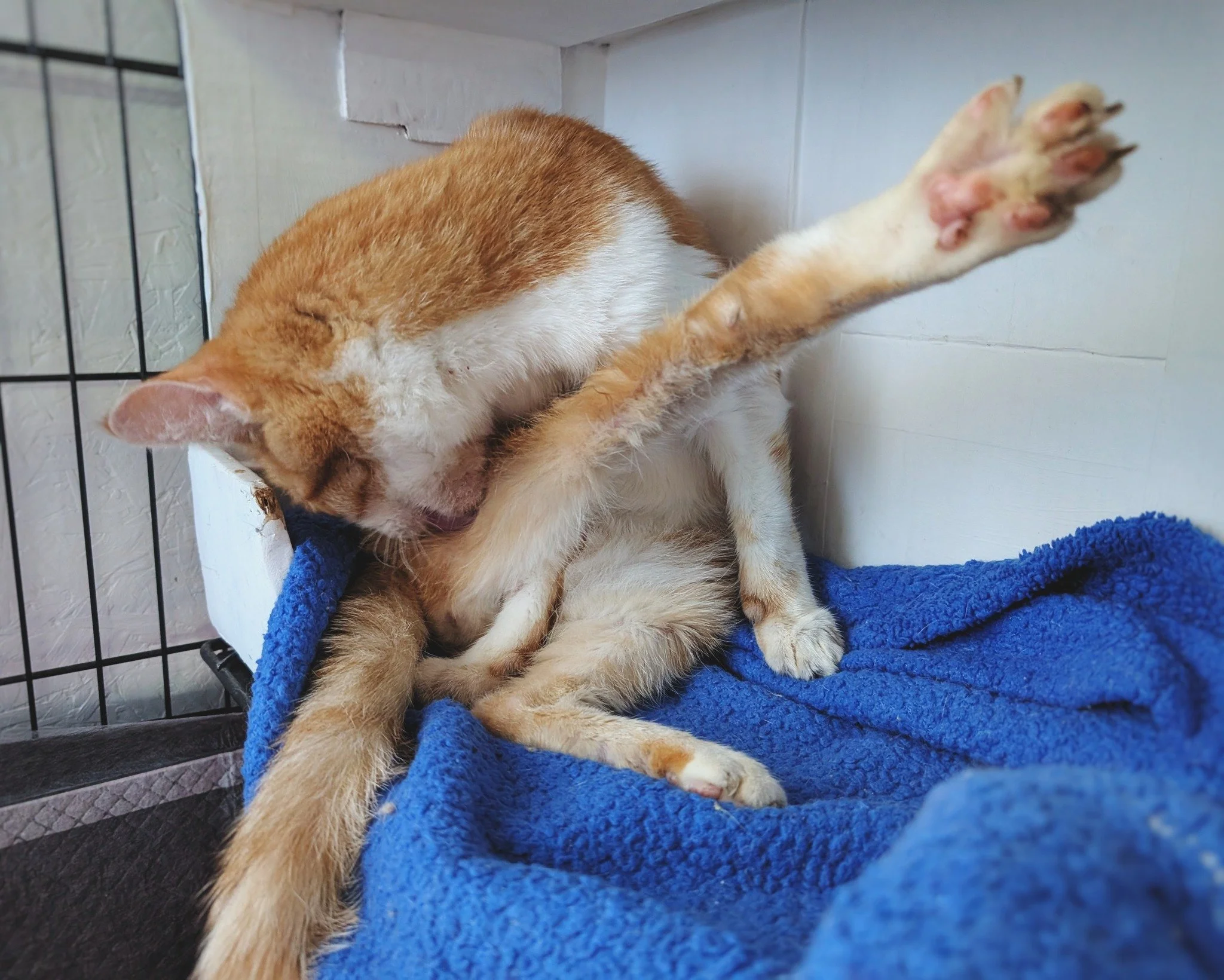 Oscar&rsquo;s comprehensive Caturday bath session lasted for quite a while today. It&rsquo;s good to see him grooming. His skin is still recovering from all of the flea bites, but his fur does seem to be coming back already. He&rsquo;s shown zero int