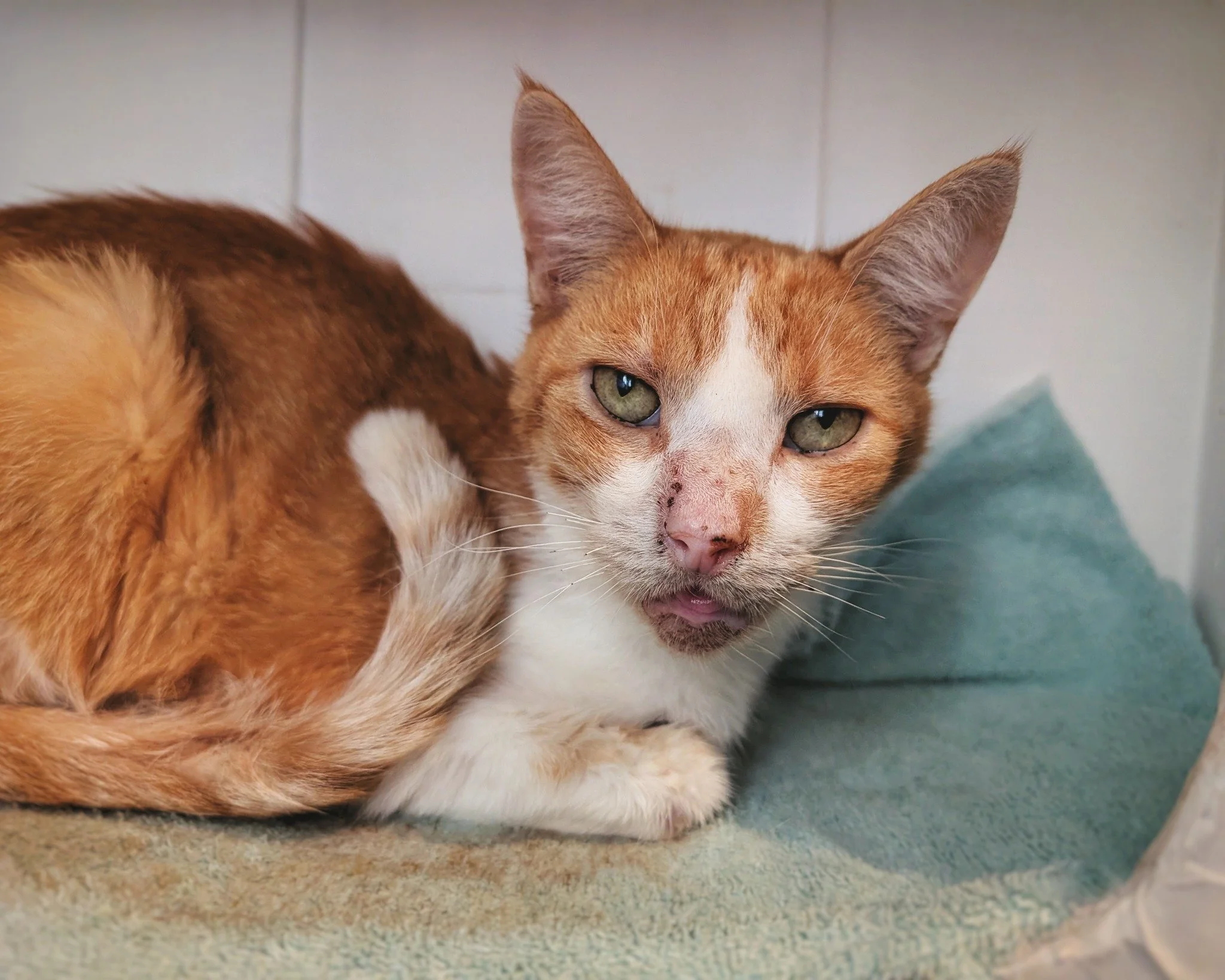 We&rsquo;re pleased to say that Mr. Oscar is on the mend. His upper respiratory infection is finally on the retreat, though earlier this week, it was touch and go. When a cat as skinny as he is stops eating, we go into full-blown &lsquo;mother hen mo