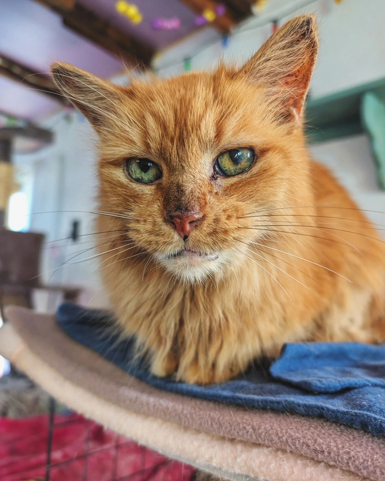 It&rsquo;s a rare occurrence when Mr. Grant actually looks at the camera, but when he does&hellip;. ✨🤩❤😸

#CaturdayVibes #MrGrant #TheNightWatchman #WorkingCat #HotelBravo #HotelBravoSanctuary #ForTheBrave