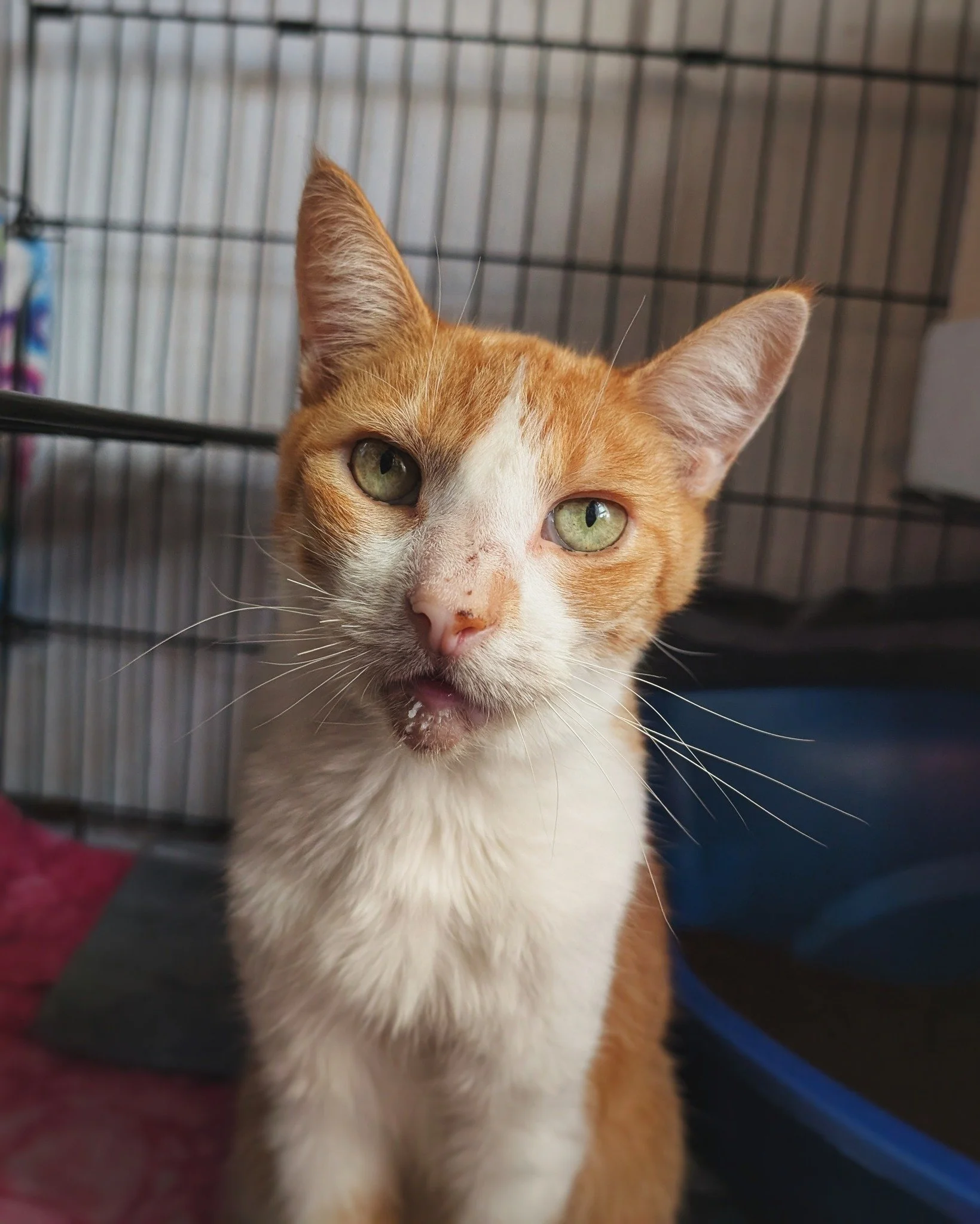 Oscar, after finishing his afternoon snack of canned chicken (note the chickey on his chinny). 😸❤🐓

He&rsquo;s been feeling amazing, with a large appetite! And look at how well-groomed he is! He&rsquo;s basically all healed up from his angry flea i