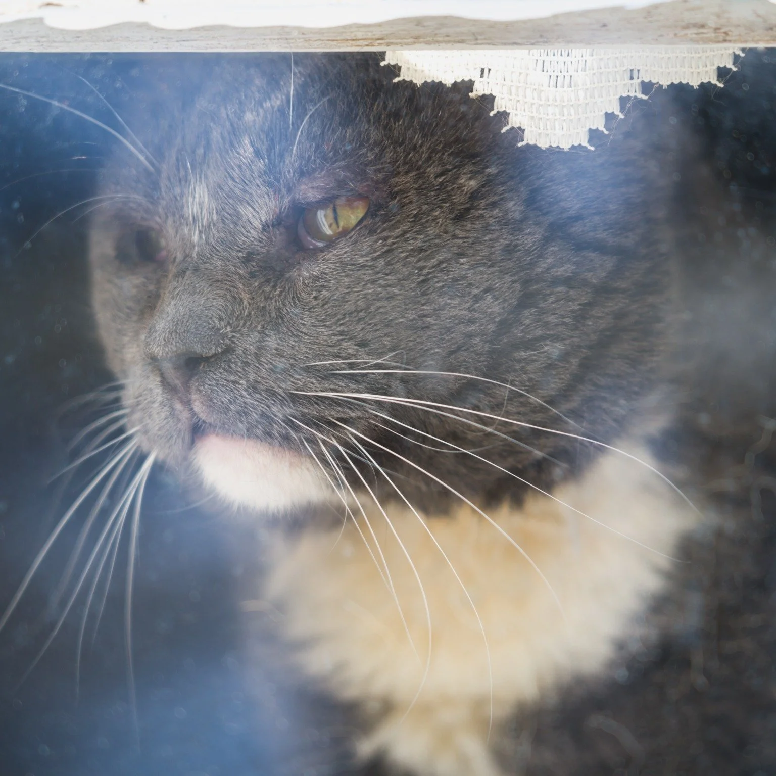 There&rsquo;s no easy way to say this, but yesterday we helped Mr. Boots cross over. He&rsquo;d been deteriorating rapidly over the past few weeks, and he was ready to go. We weren&rsquo;t &mdash;  even though we&rsquo;d been trying to prepare oursel