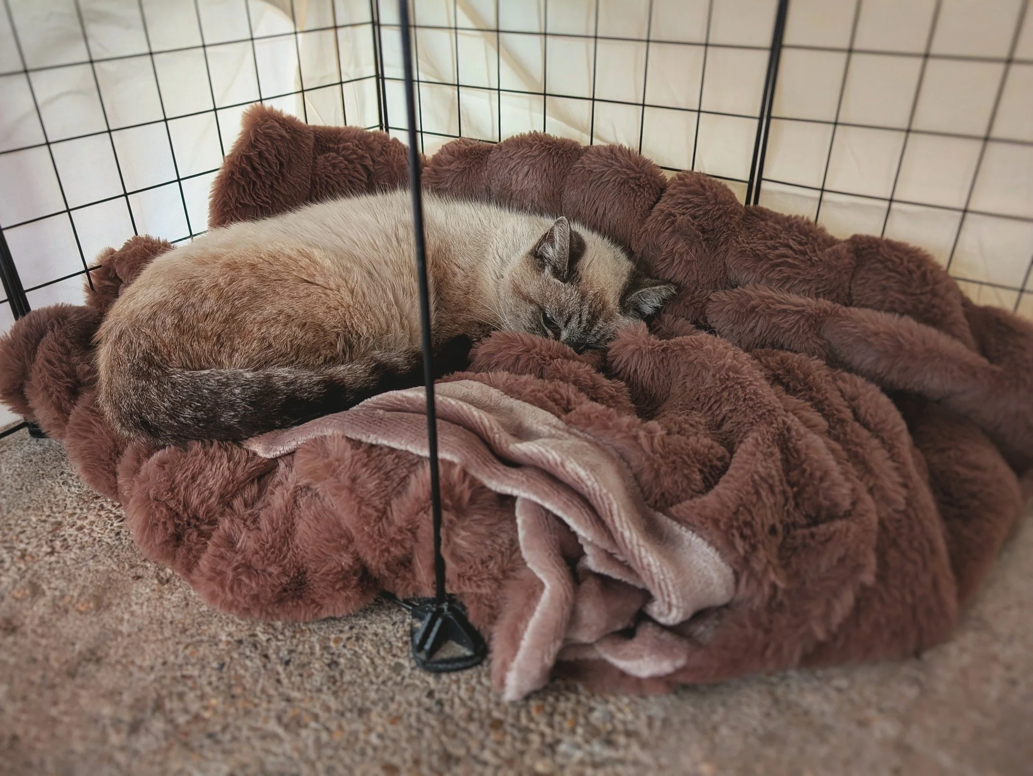 Please join us in welcoming Lady Simone to Hotel Bravo! She arrived over the weekend and has been slowly adjusting to her new surroundings. Simone is a senior community cat (retired) who has little to no eyesight and the verdict is still out on how w