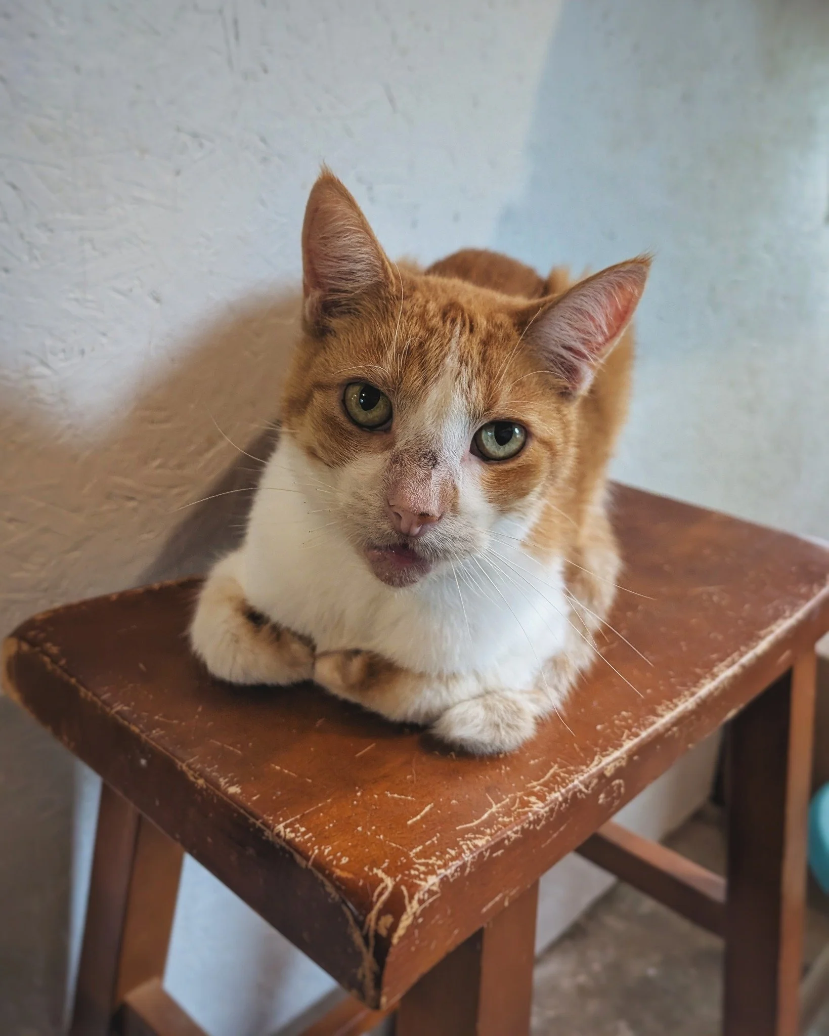 Caturday Weekly Recap!
With the arrival of Lady Simone last weekend, we&rsquo;ve had a busy week of integrations and introductions. At the same time, we&rsquo;ve been blessed with an influx of items from Mr. Grant&rsquo;s Amazon Wish List! You should