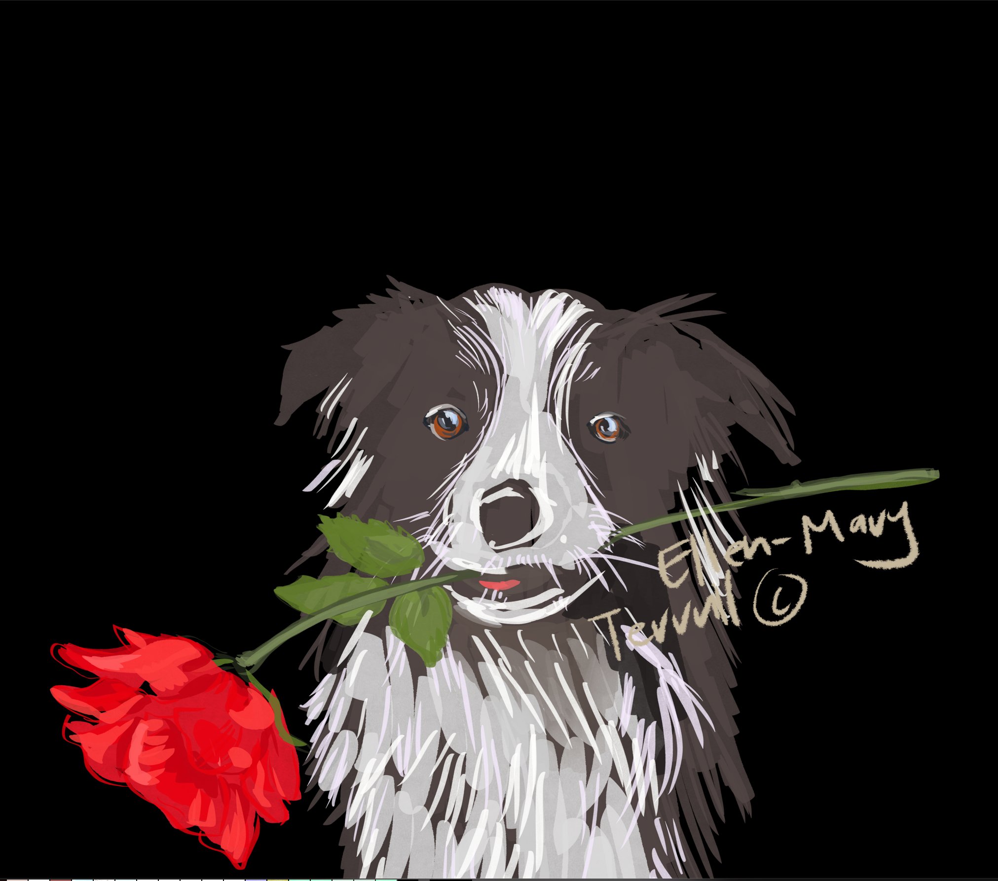 Who doesn't love a border collie? Smart and sassy, I have roamed many a paddock in my life with one by my side.