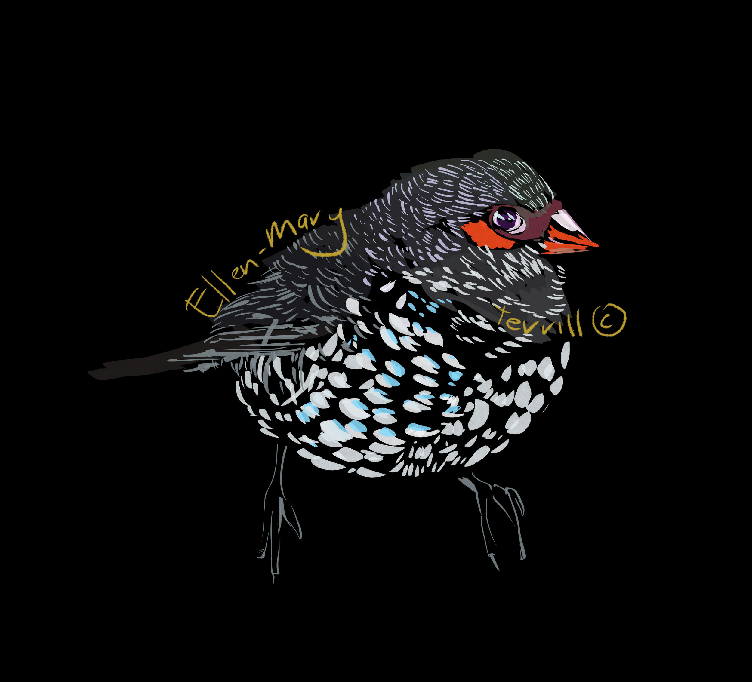 A chubby sparrow set up to adorn a placemat, this bird series was originally created for a local nursery, where illustrations of small (mostly australian) birds where placed amongst the plant life.
