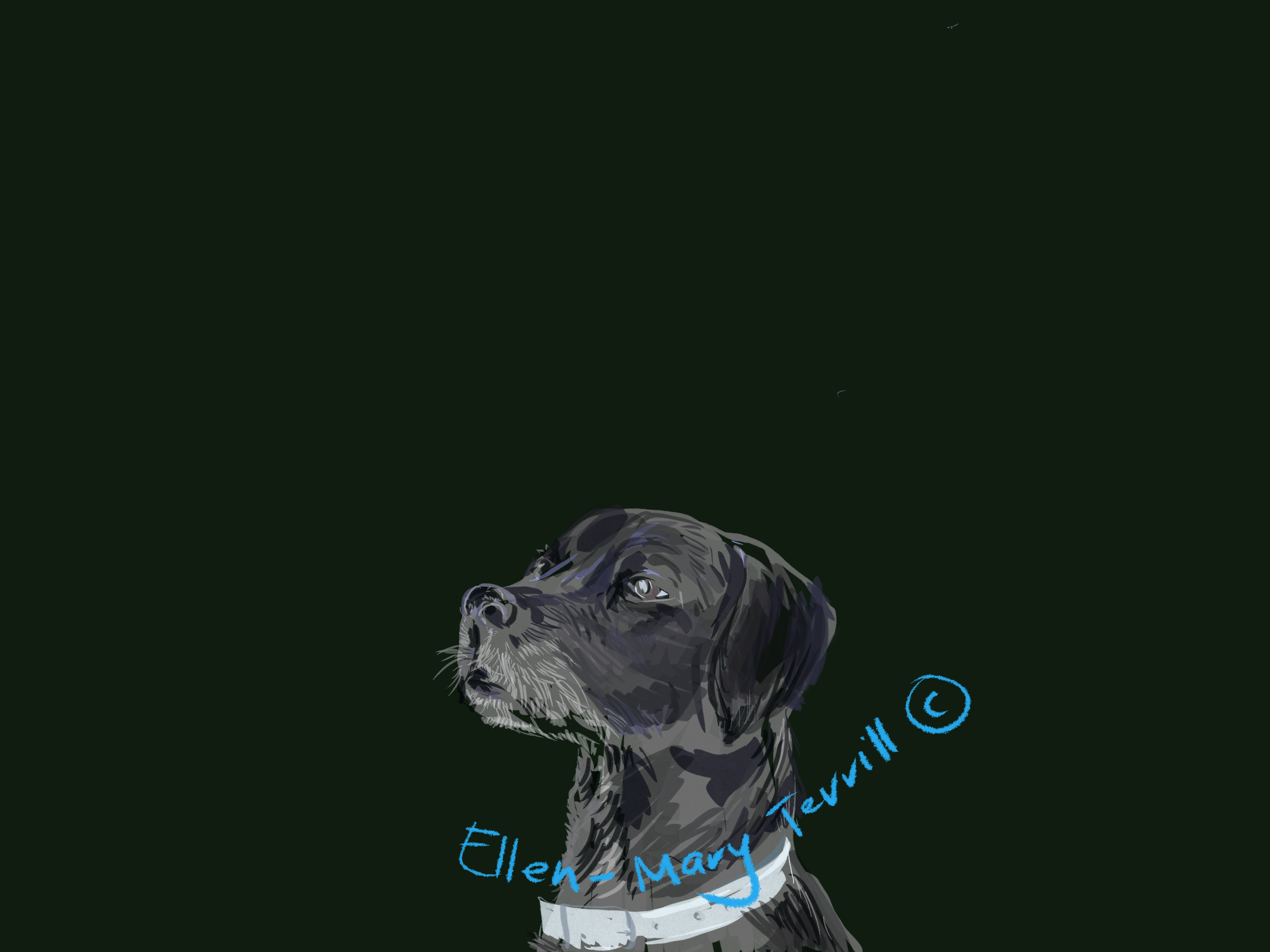 I started drawing dogs some time back and loved capturing their character with pencil. This commission for a puppy training business saw me capture a multitude of different canines-with-character.