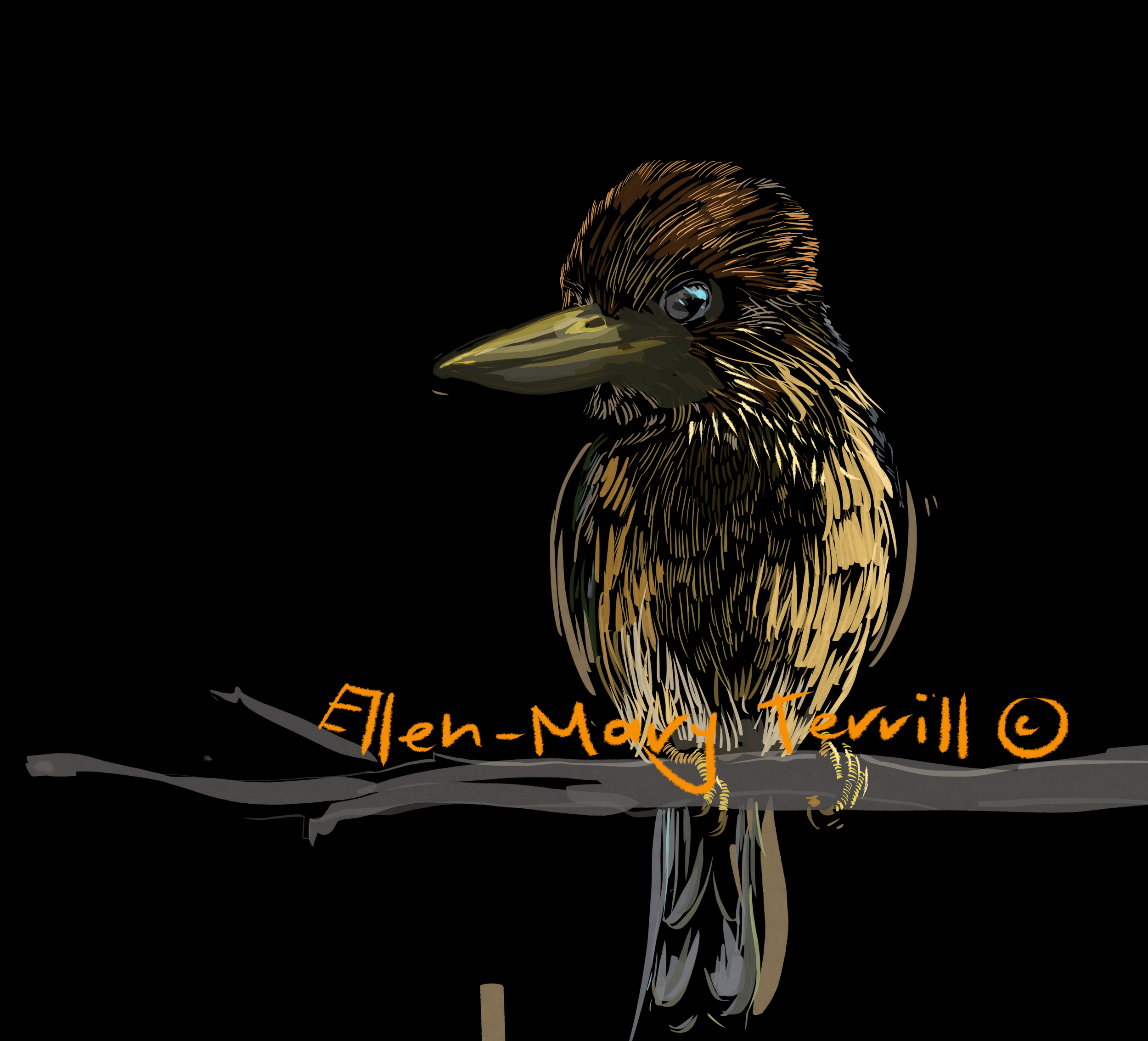 We all love our native kookaburras and kingfishers, such regal creatures. They remind me of camping by the murray in my youth.