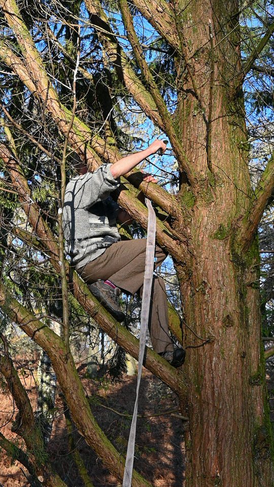 3.tree-surgeon_2663.jpg