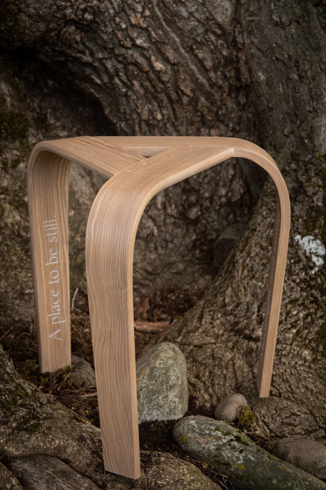 stools and ancient Ash tree-1290.jpg