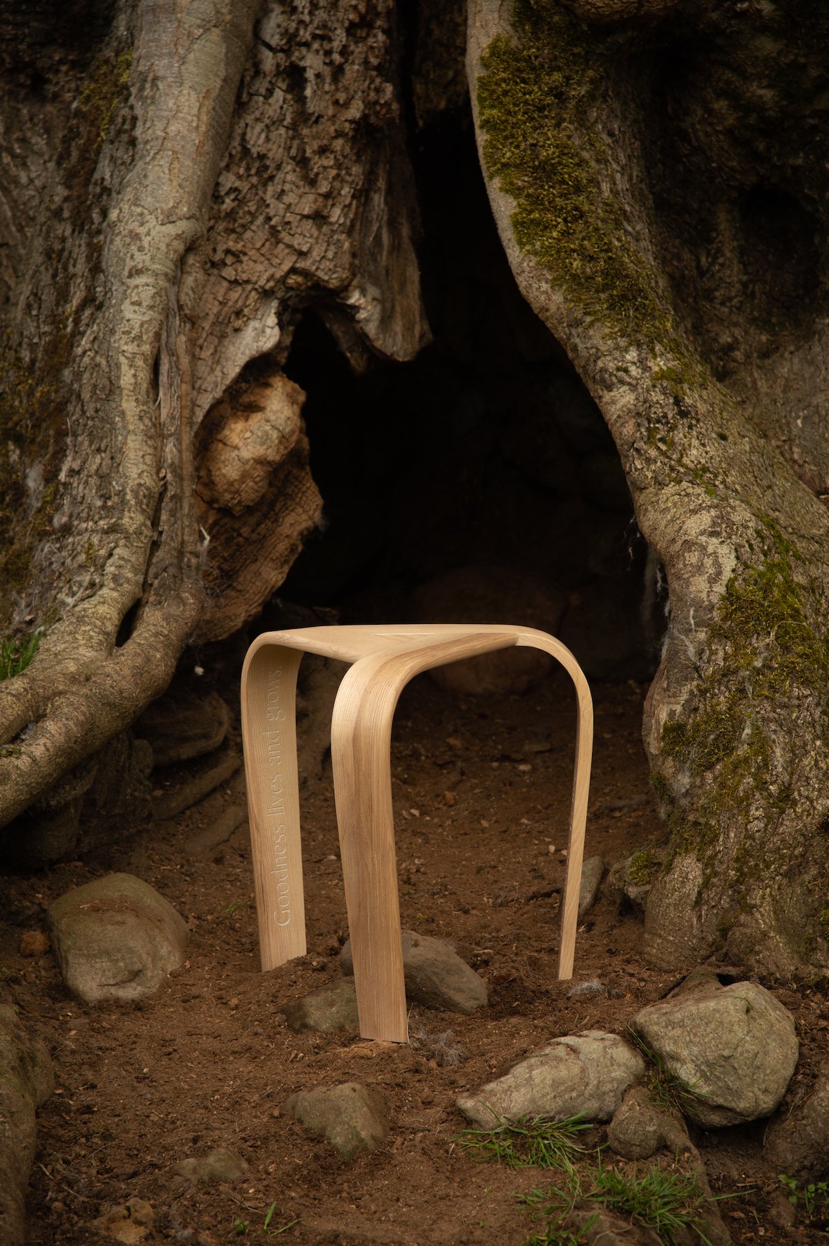 stools II and ancient Ash tree-1197-web.jpg
