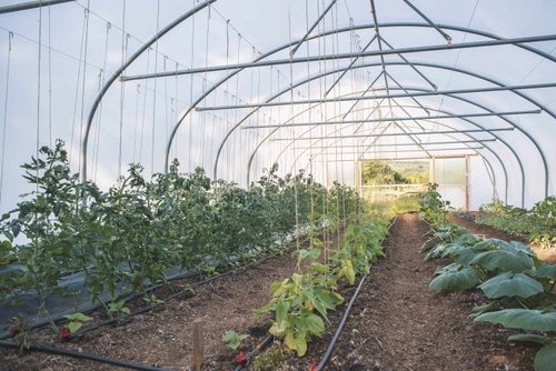 606c48ca8247526ebf0710ff_polytunnels-p-500.jpeg