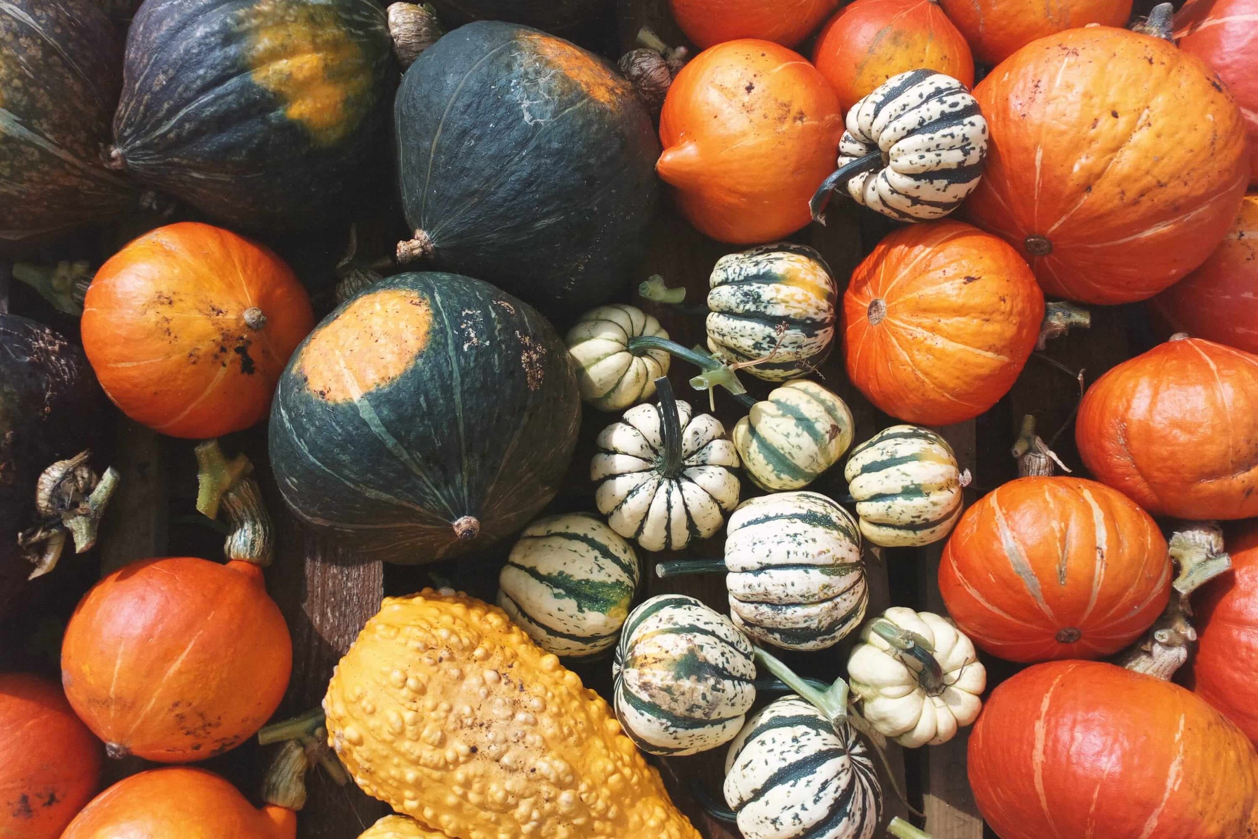 606d7e2cf089bb0104ca9862_pumpkins.jpeg