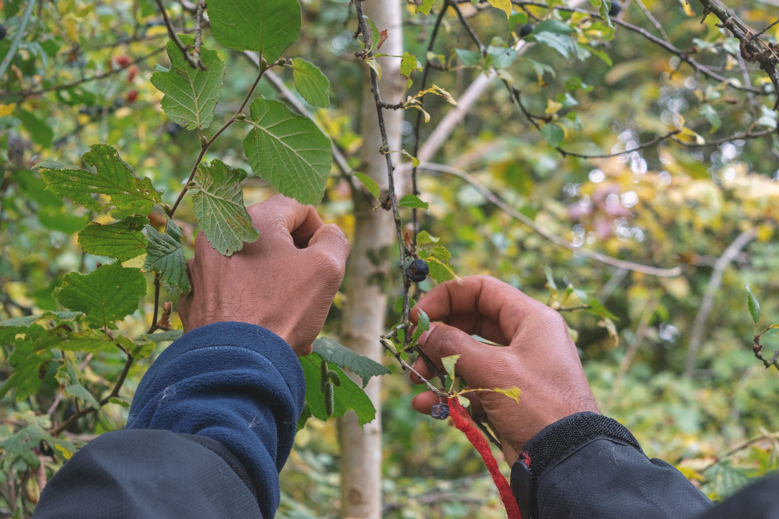6091315f9759914418c62479_foraging.jpeg