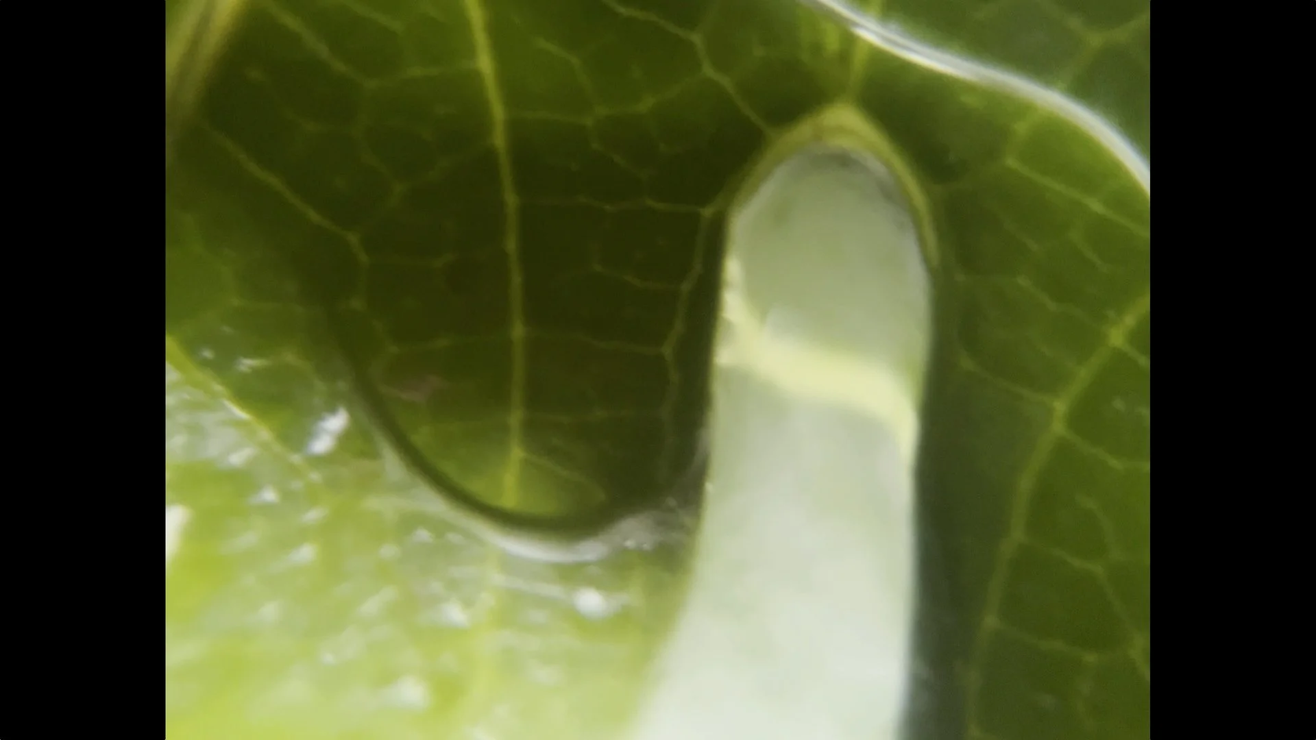 Still 2026-01-13 093042_1.1.6.jpg