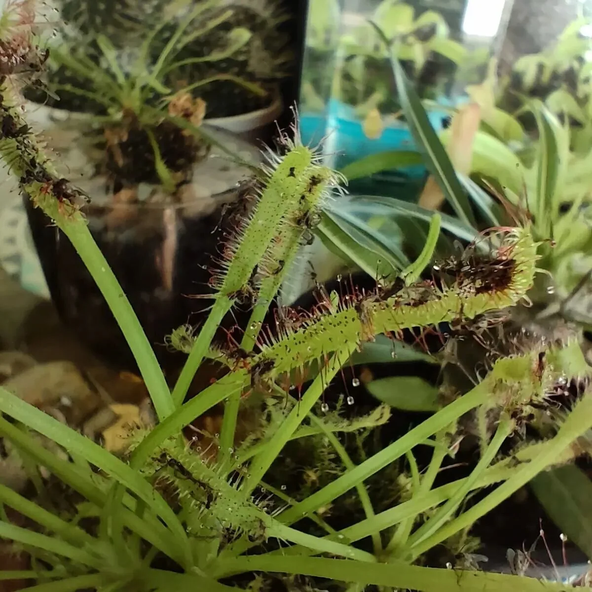 Ready or Gnat!

Here comes the best pest solution by @prickleyourfancytas 🪰

Often the winter months encourage infestations of gnats and other small pests that can devastate your indoor sanctuary 🪴 we can offer you a wonderful alternative to harmfu