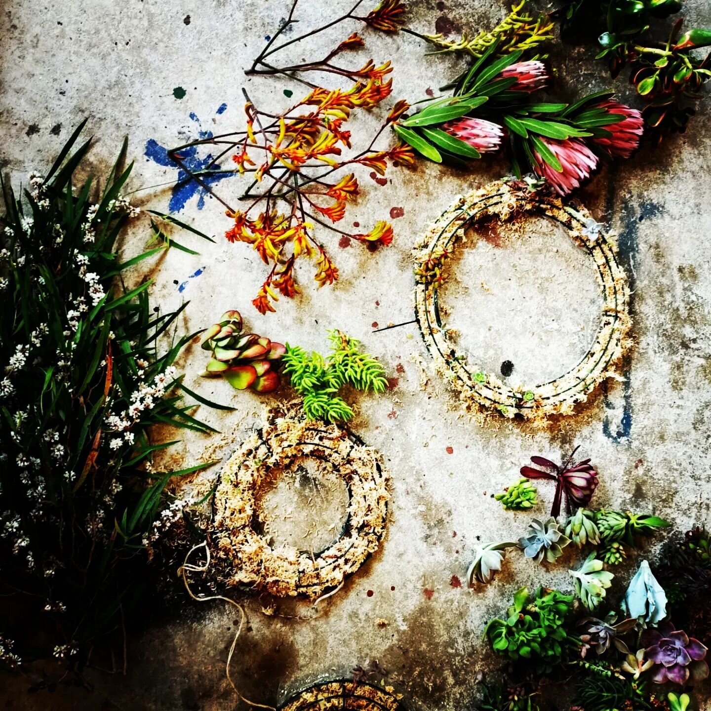 💐 Workshop Updates 💐

Succulent Xmas Wreaths @tinderboxbeachhouse 🎄

04 Dec, 10:00 am &ndash; 1:30 pm
Tinderbox Beach House, 31 Fergusson Ave, Tinderbox TAS 7054, Australia

Brighten up the festive season with your own living wreath! Join our work
