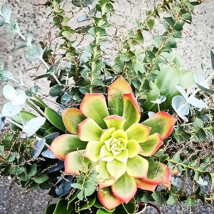 Prickle Posie