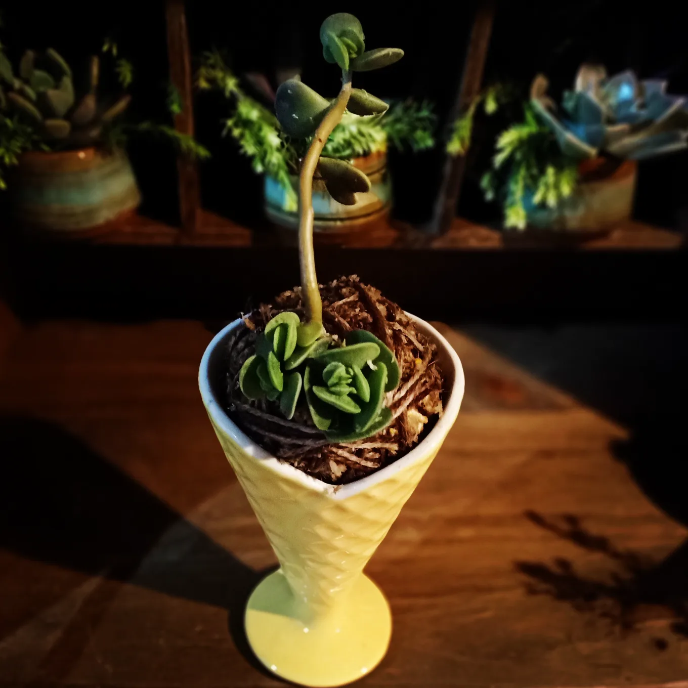 Kooky Kokedama