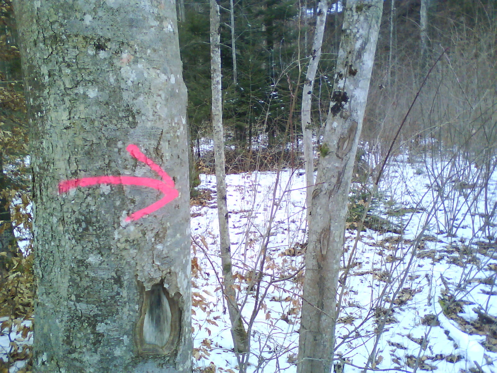 WALD II