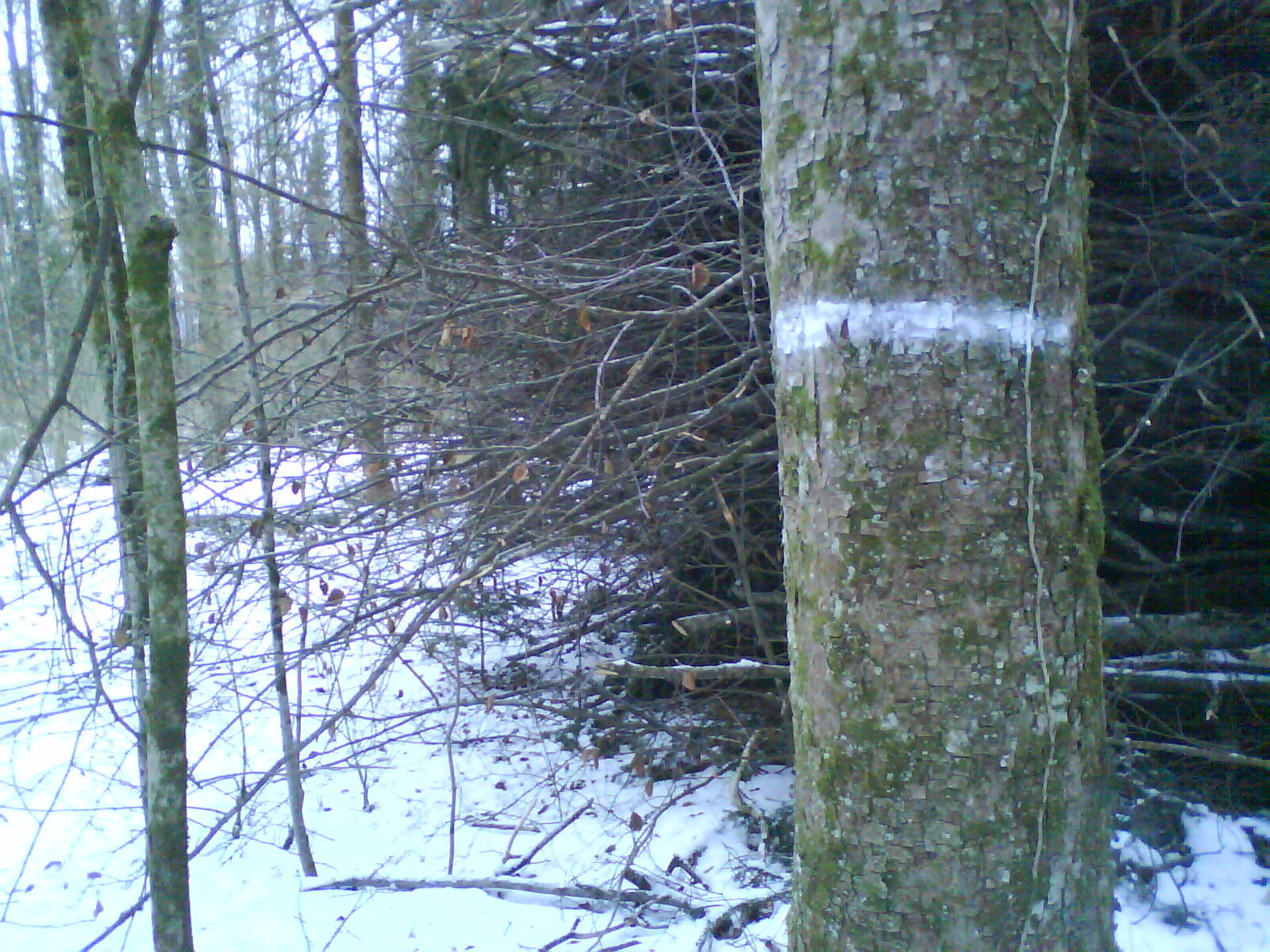 WALD I