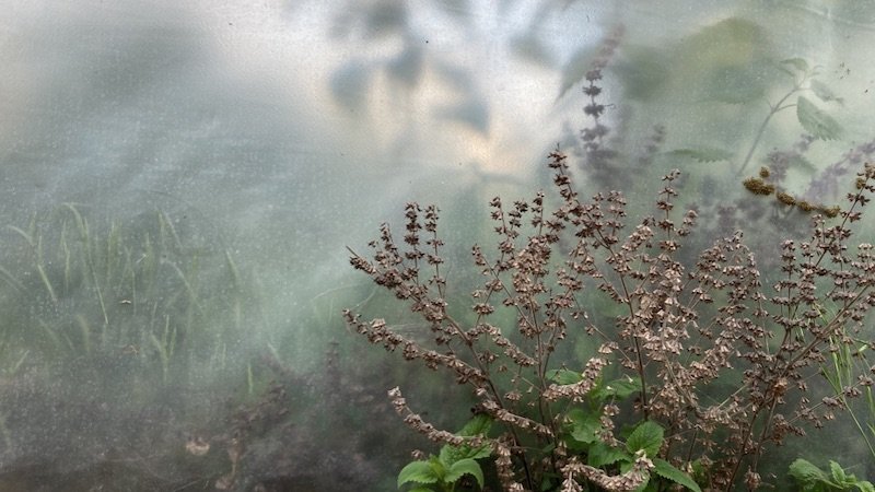 IN ANOTHER GARDEN
