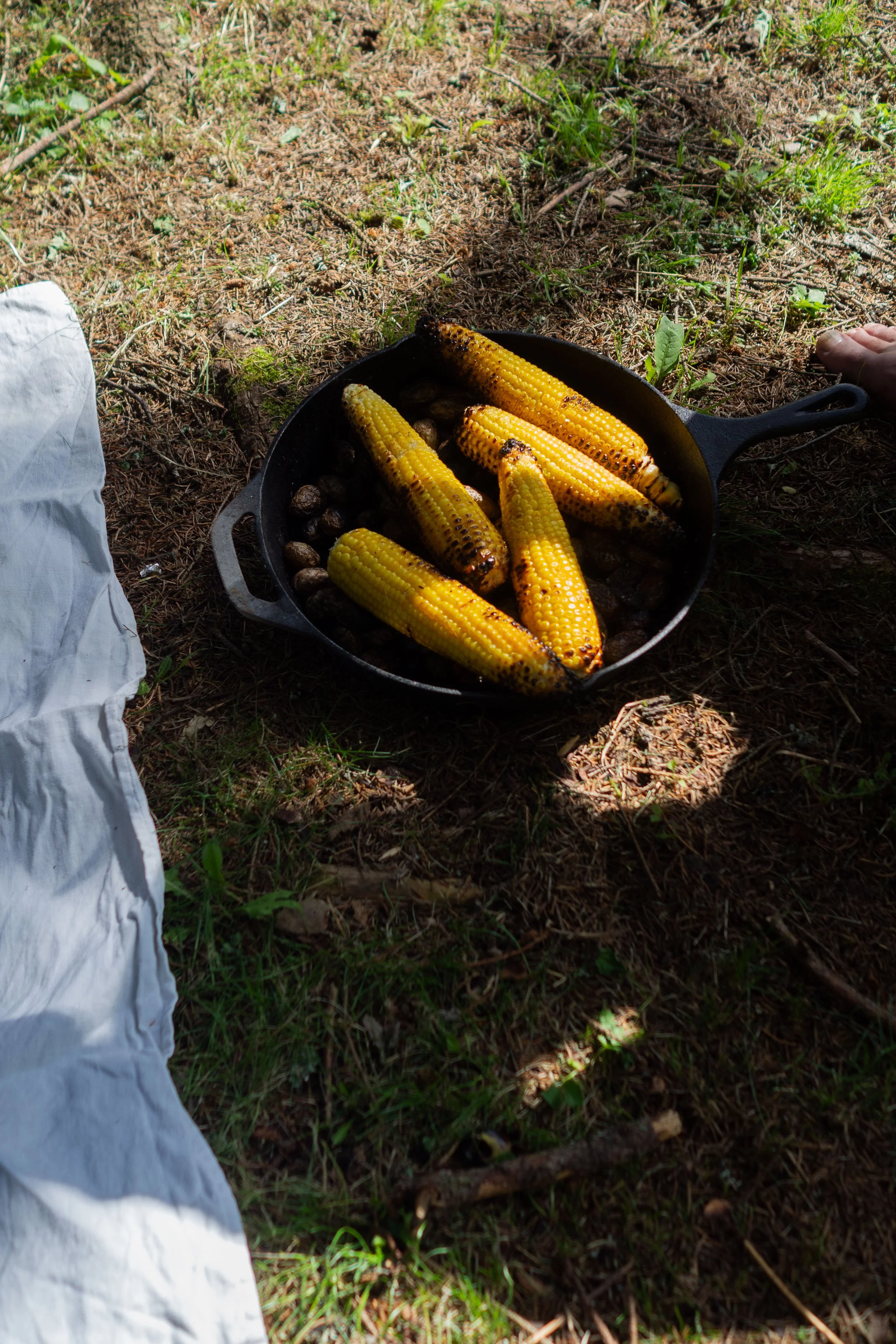 Five grilled corn on the cob in a black pan on the ground outdoors with grass and dirt.