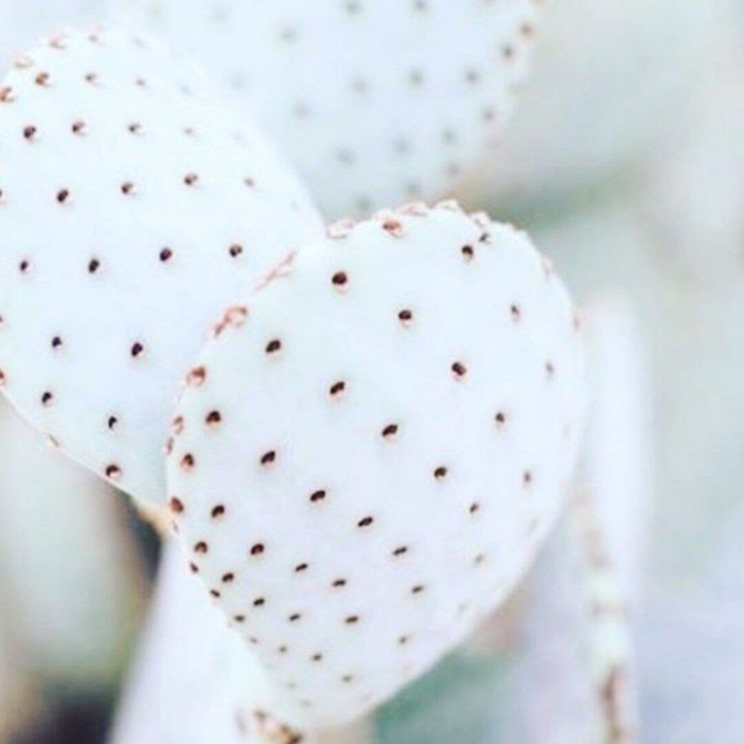 Perfect dice pattern courtesy of nature!
#goals of every Fibroblast specialist⚡️
.
.
.
Fibroblast Treatment reduces, shrinks, smooths the loose skin by harnessing the benefits of plasma flash. Tighten skin and softens lines and wrinkles with 1-3 trea