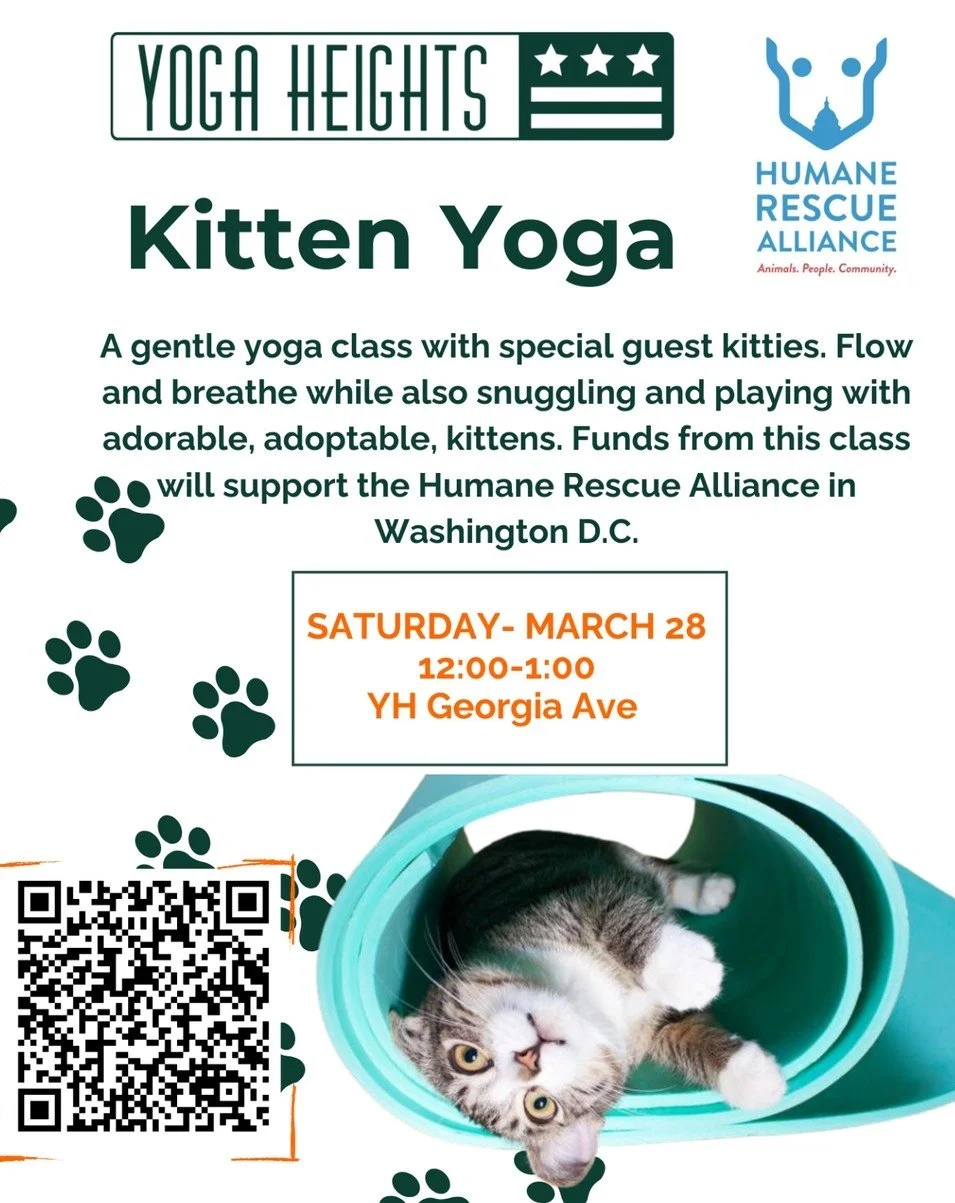 Join us for Kitten Yoga on Saturday March 28th 🐱 This gentle yoga class will feature adorable guest kitties from the Humane Rescue Alliance. We will flow and breathe while also snuggling and playing with adorable, adoptable, kittens. 

Funds from th