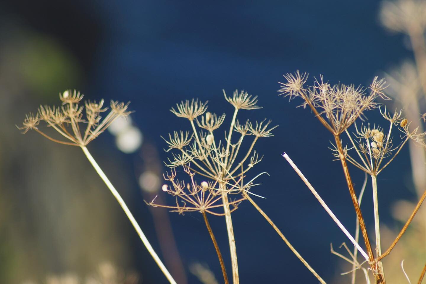 &bull; Some of my favourite coastal flora silhouetted against the dark blue Sea &bull; 
.
.
.
.
.
.
#sea #inspiredbythesea #inspiredbytheocean #sspjewelleryandsilversmithing #shine2020 #chasingwavescollection #cornishluxury #kernow #cornwall #treasur