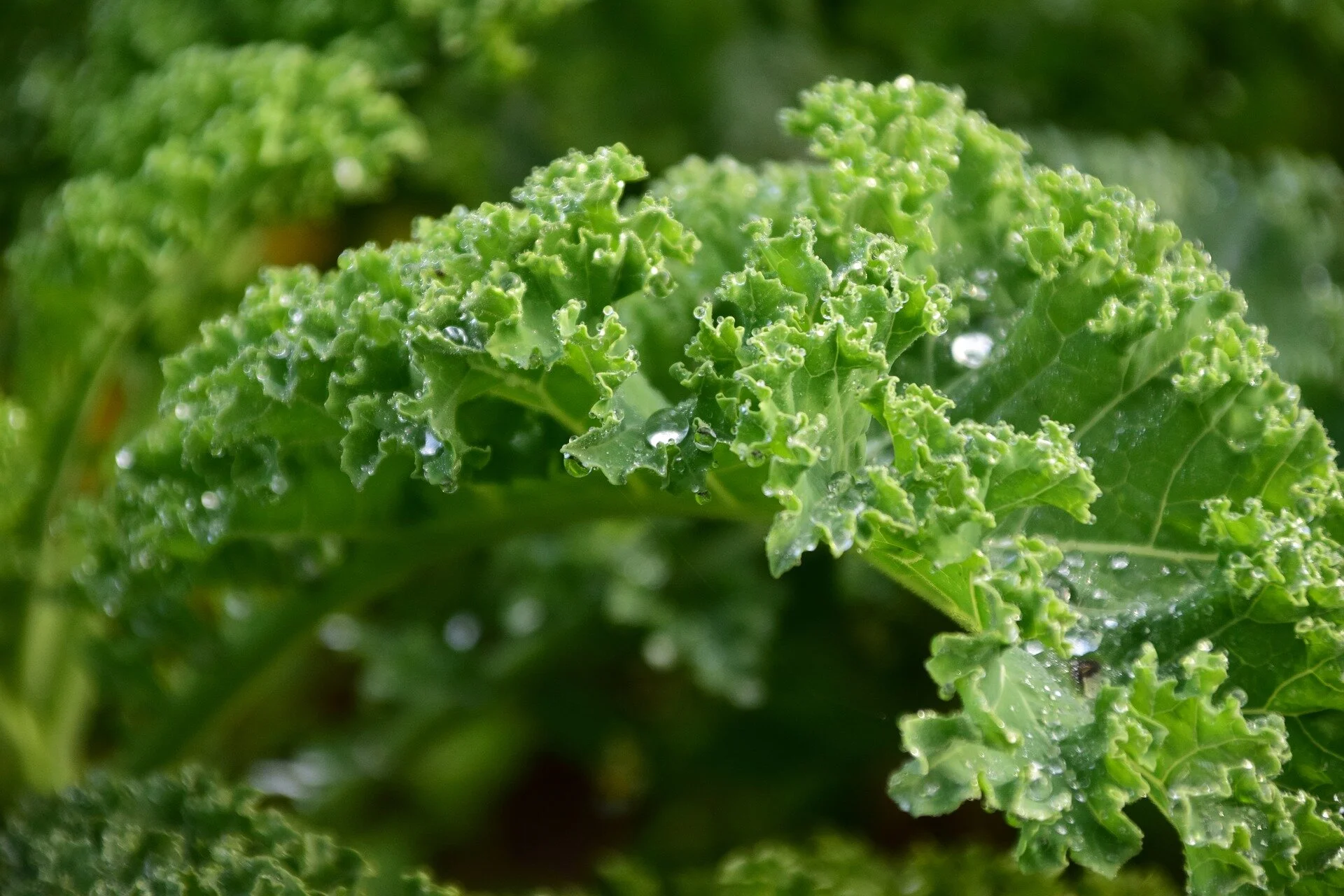 Food of the Month: Kale