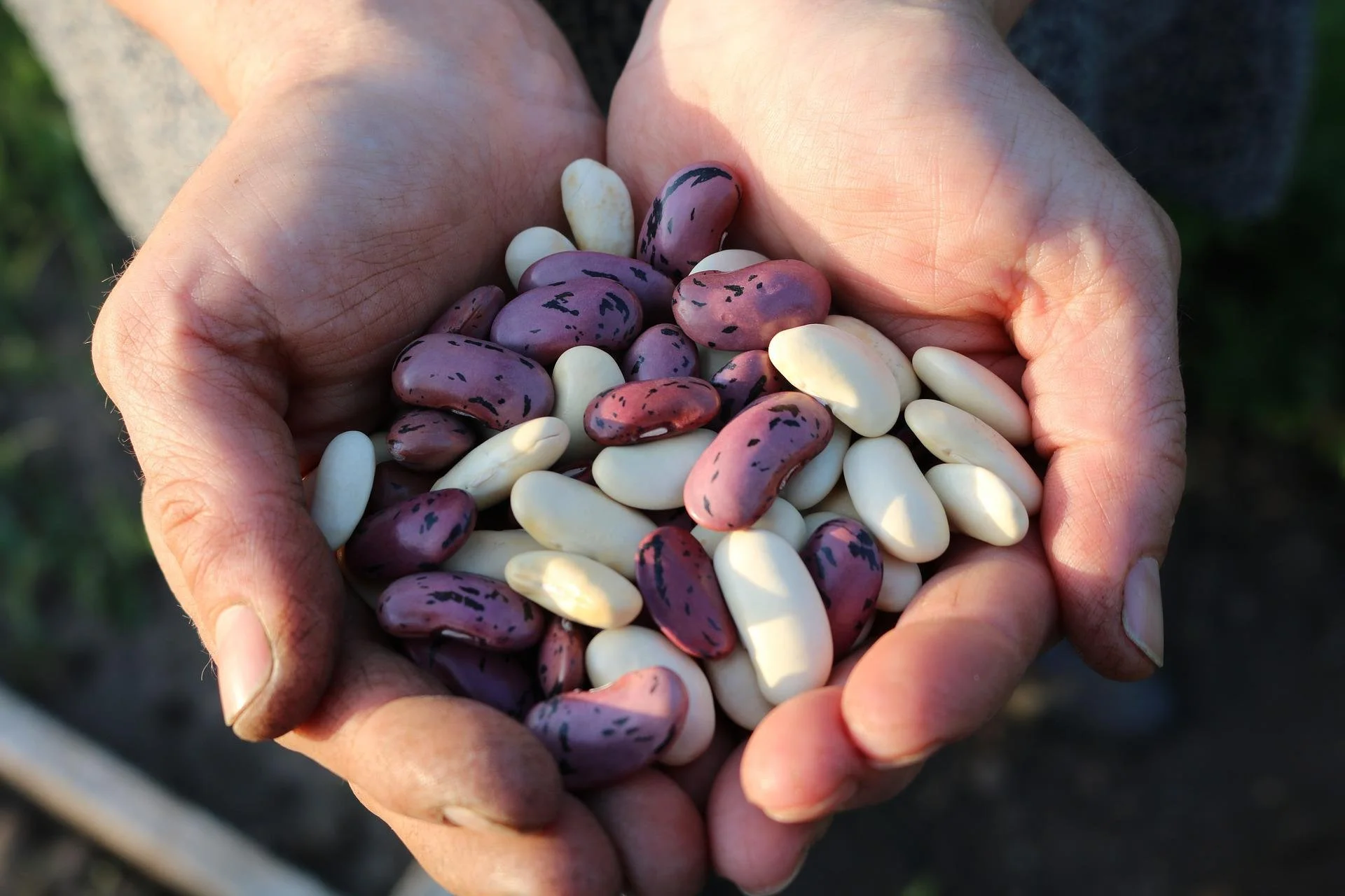 the Benefits of Beans