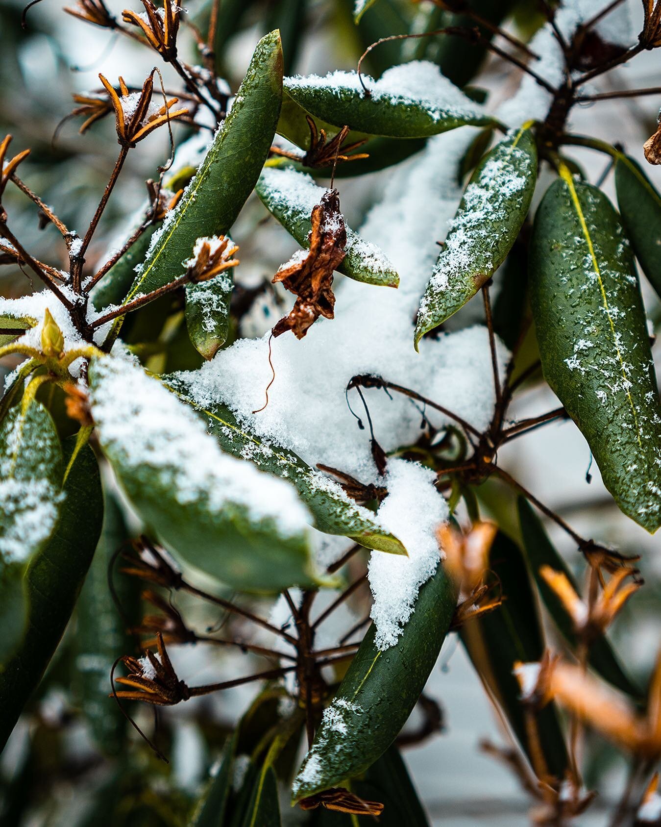 The last of the snow