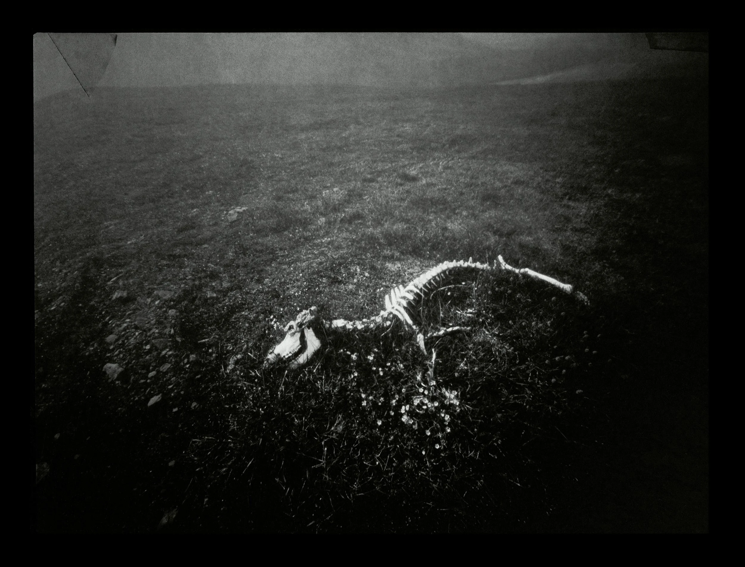 Reinsdyrskjelett / Reindeer Skeleton / 2004