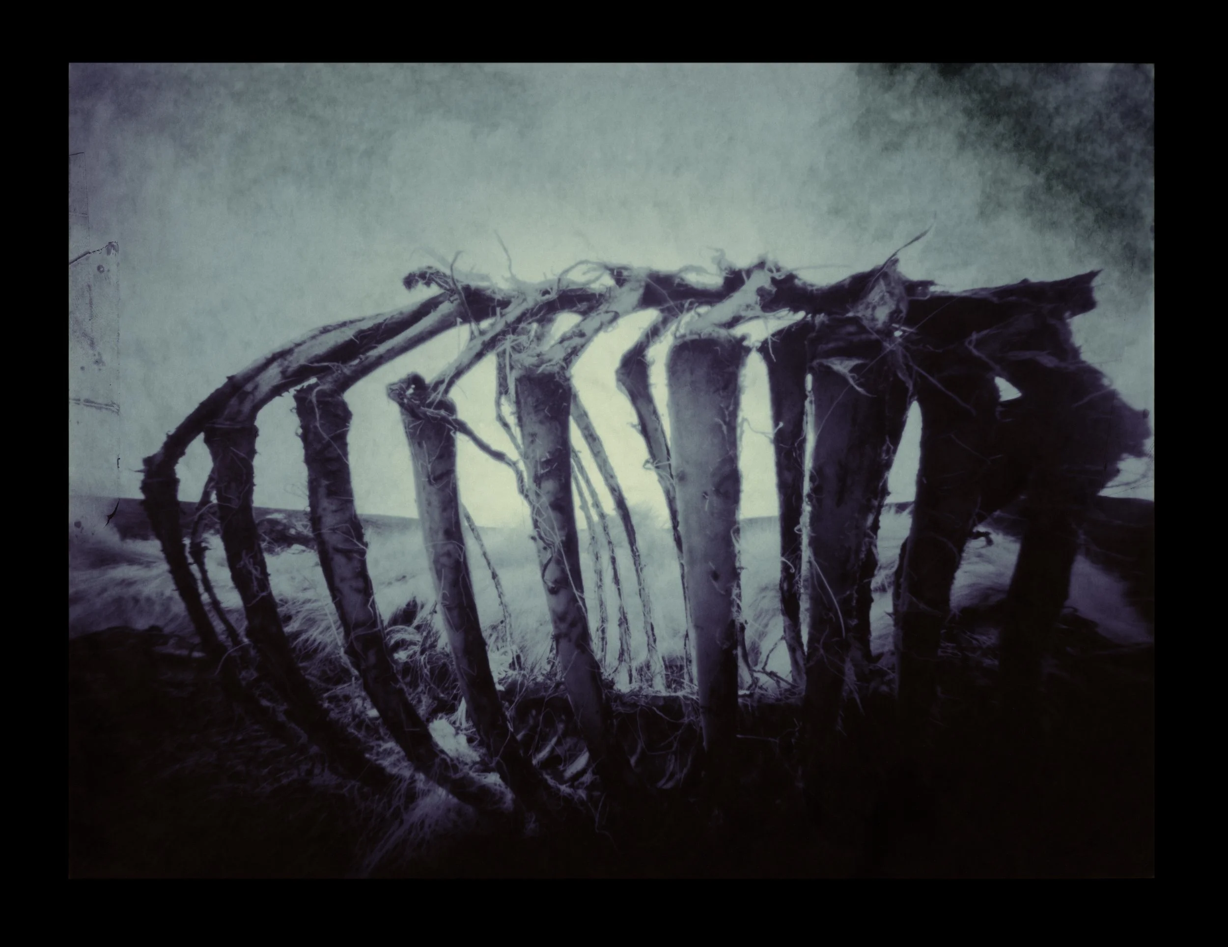 Reinsdyrskjelett / Reindeer Skeleton / 2008