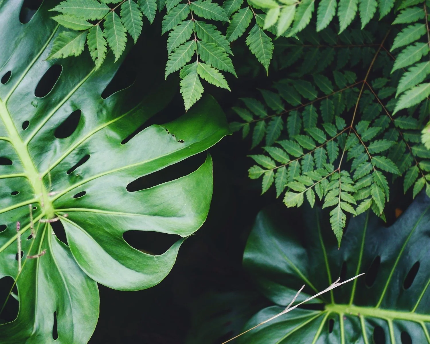 Close-up of green tropical leaves, including monstera and fern, layered and overlapping.