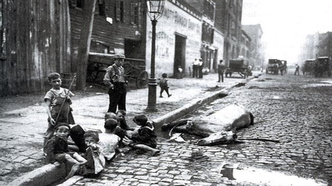 dead horse on old cobblestone road