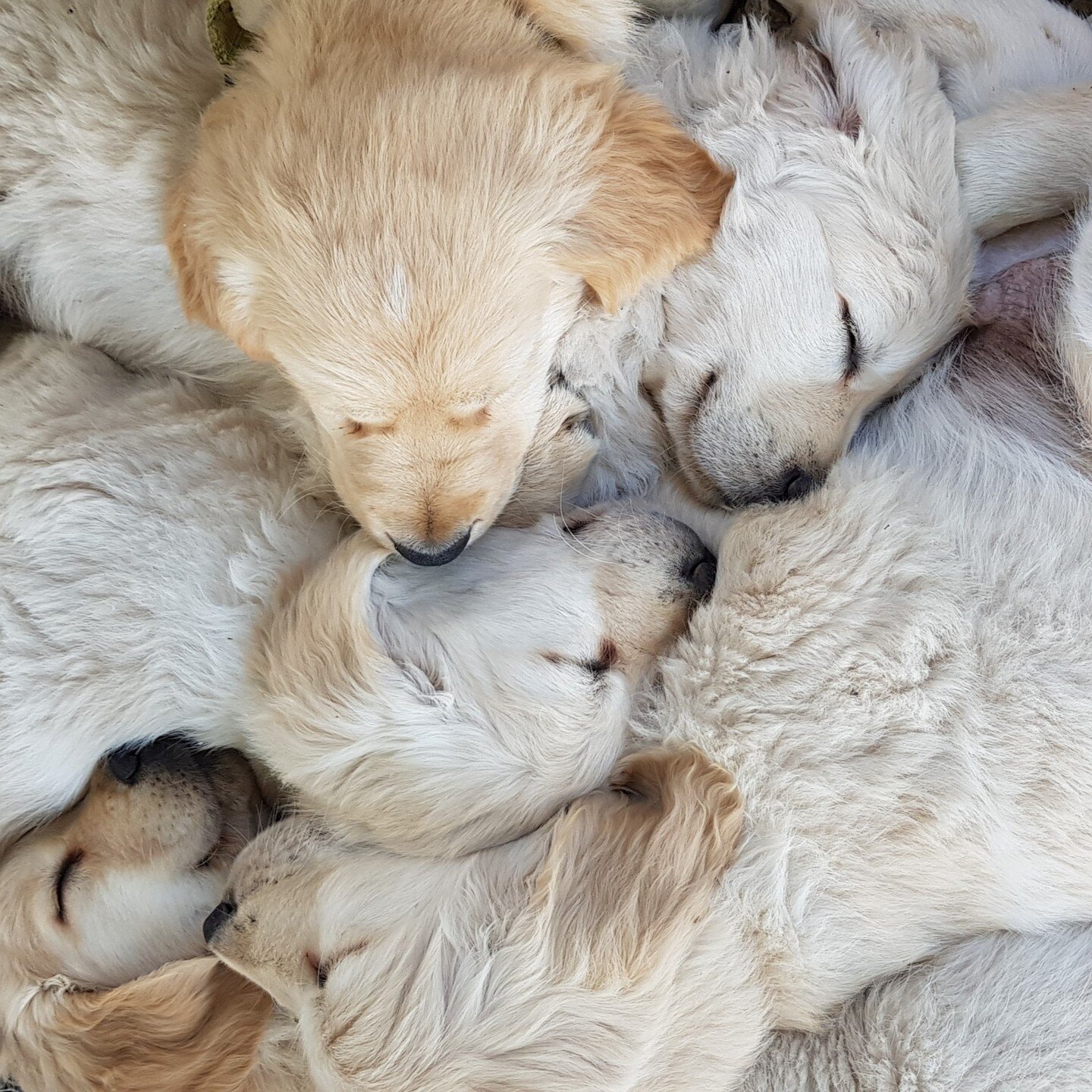 A pile of puppies. 
Opie is getting on for three now - he's the guy on top. Of course.

#goldenretriever #puppies #puppiesofinstagram