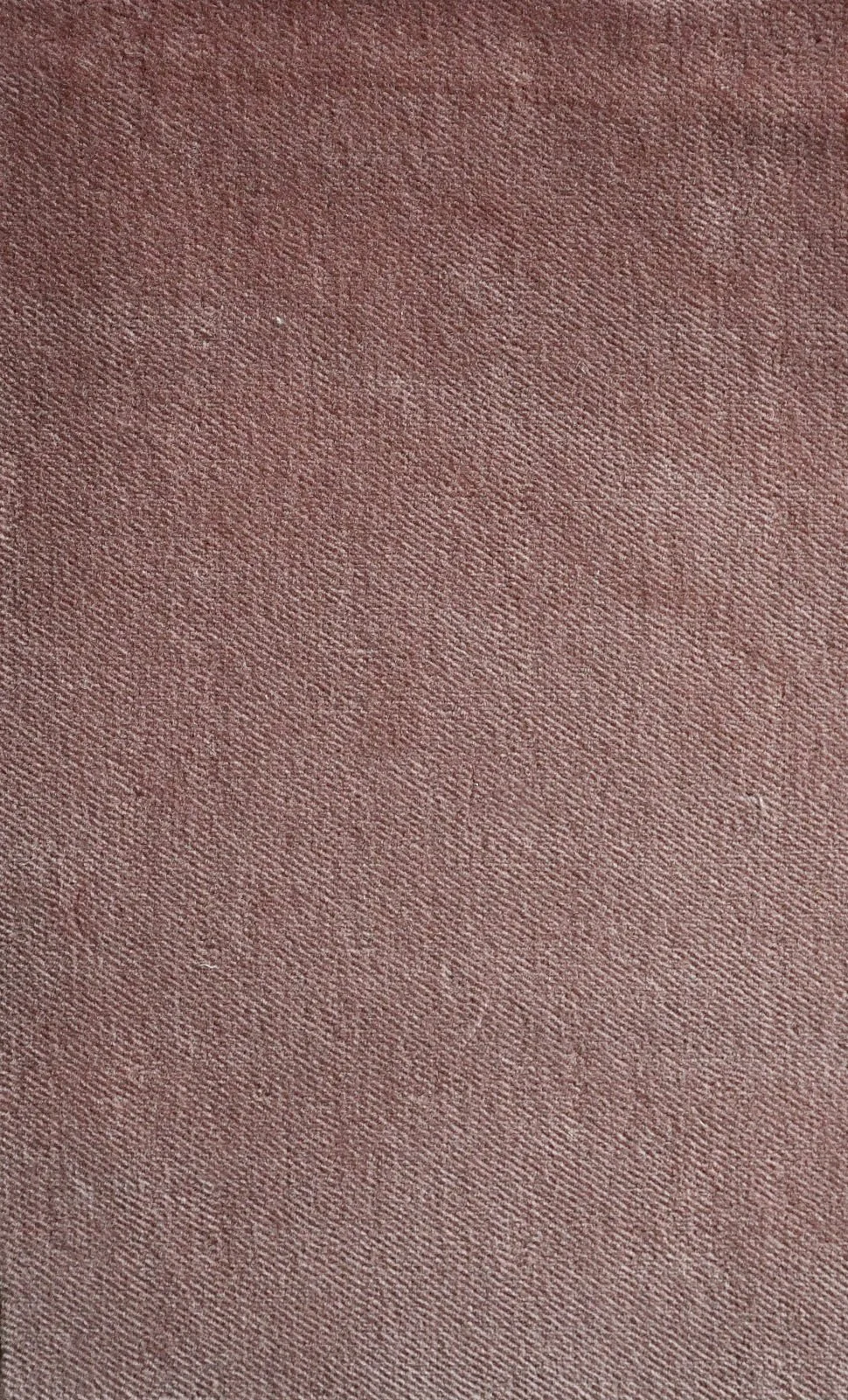 COTTON VELVET_Echinacea.JPG