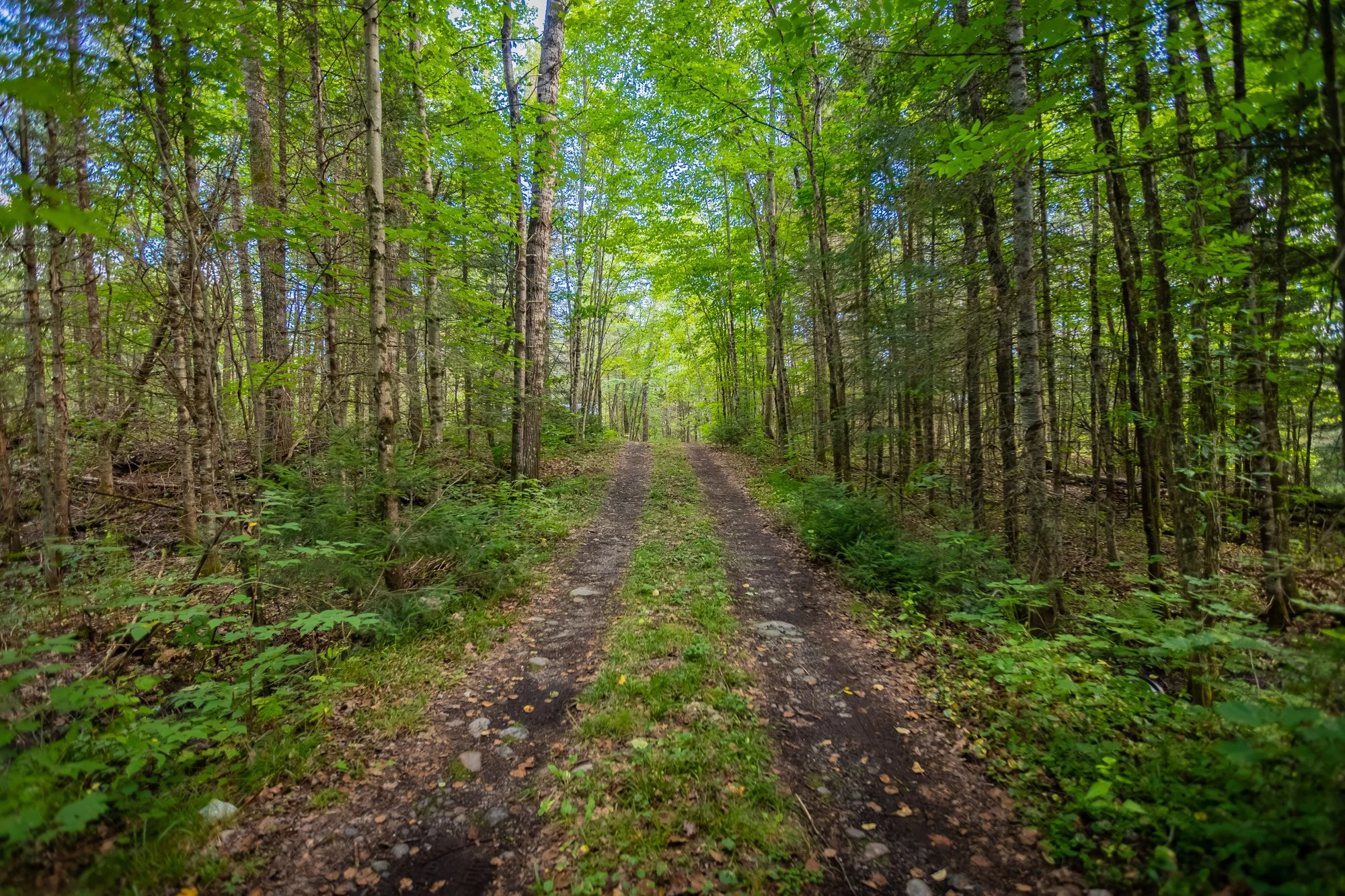 1547 North Pickerel Lake Road, Burk's Falls-3.jpg