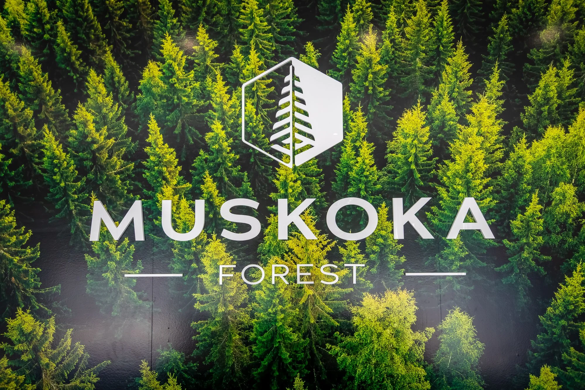 MuskokaForest-32.jpg