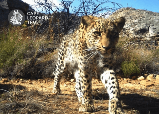 Cape Leopard Trust Camera Wildlife Conservation