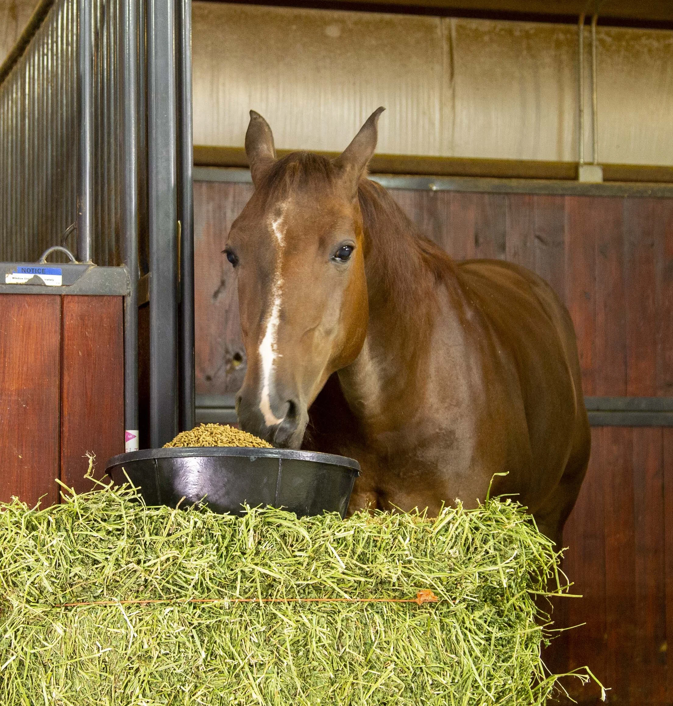 Horse Eating Running Horse Feed