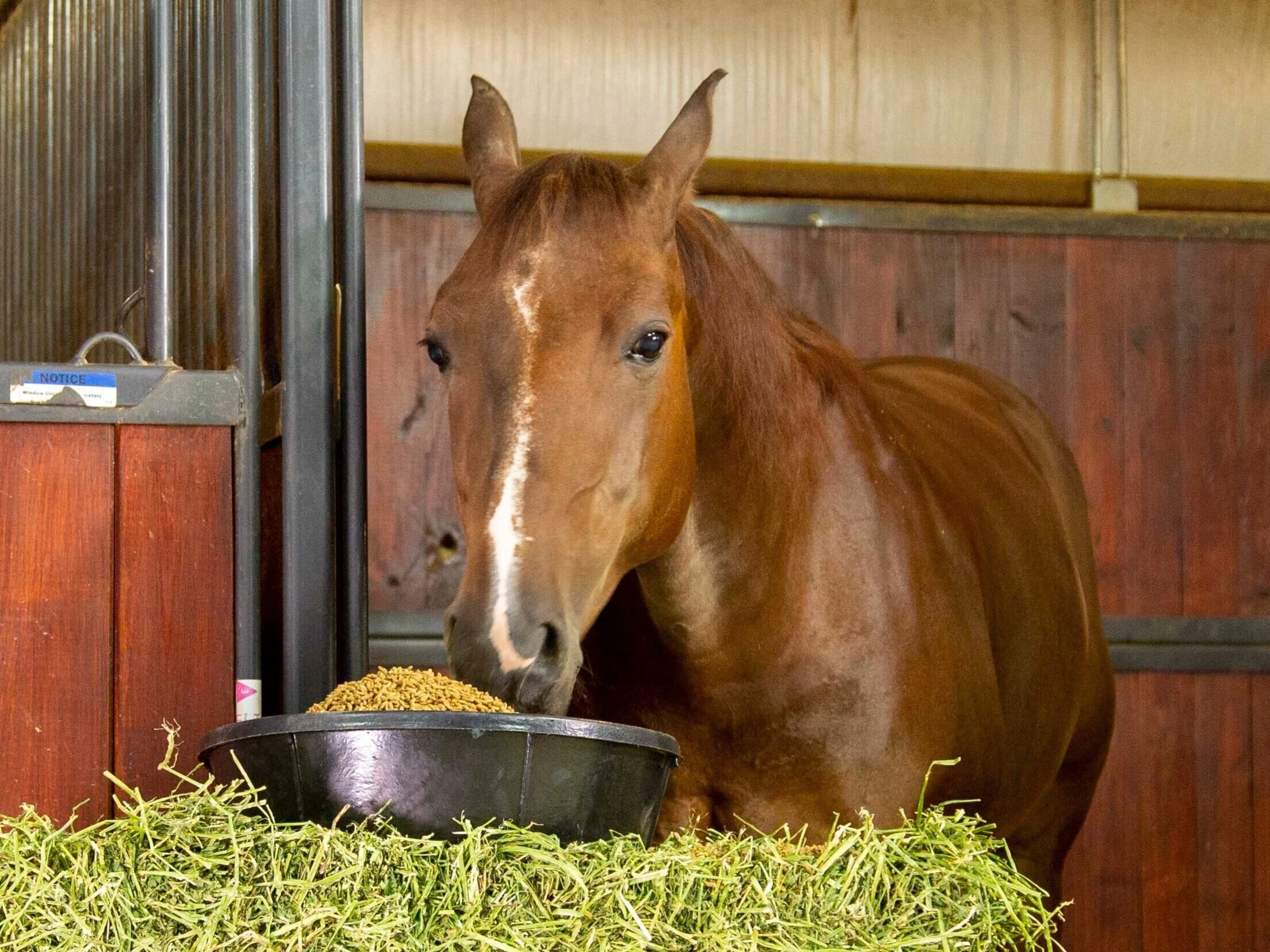 Running Horse Feeds Products - Running Horse Running Horse Feeds Products - Running Horse