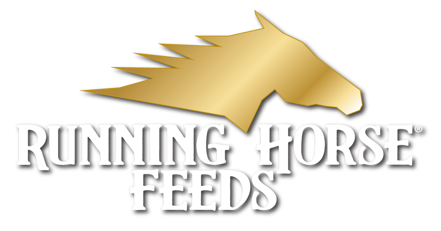 Running Horse