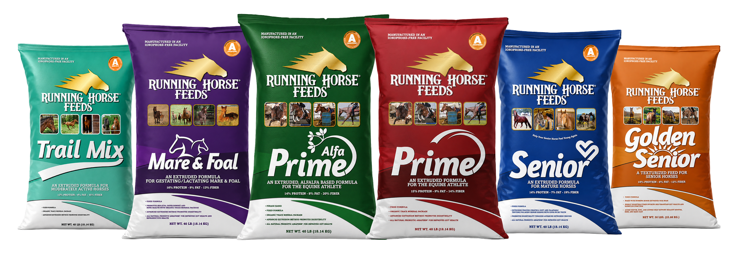Running Feed Running Horse