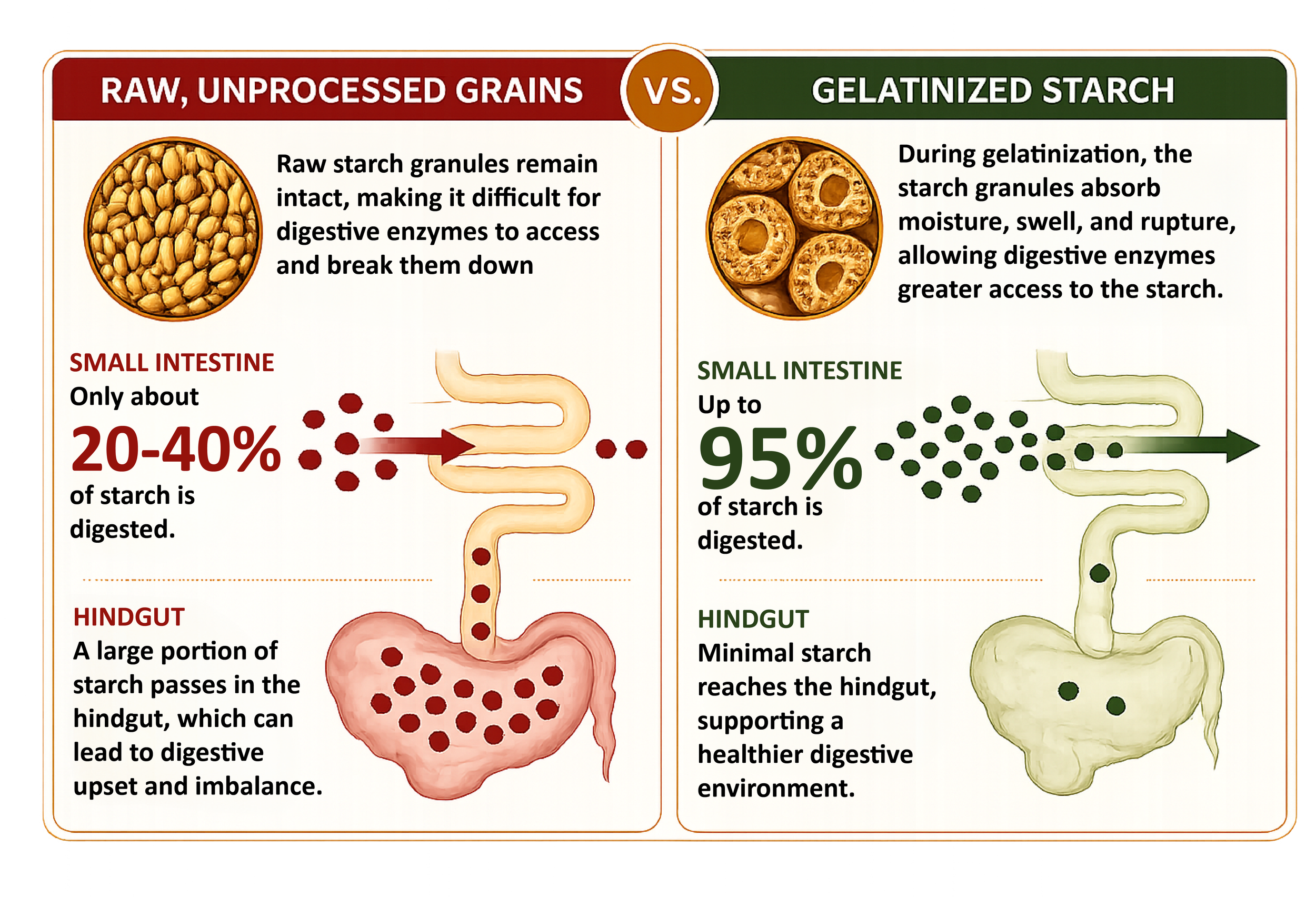 Gelatinized Starch