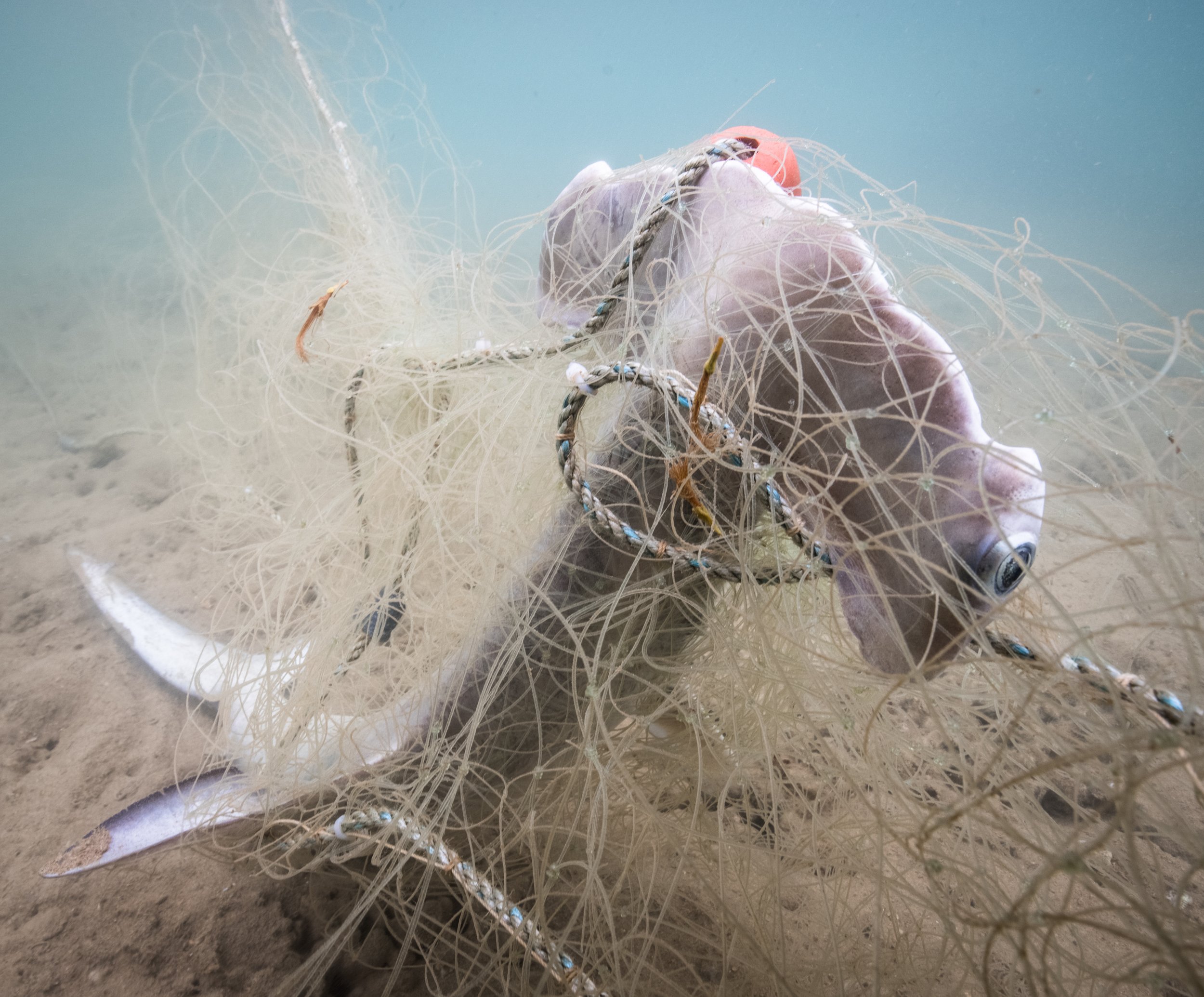 Toby Matthews/Ocean Image Bank