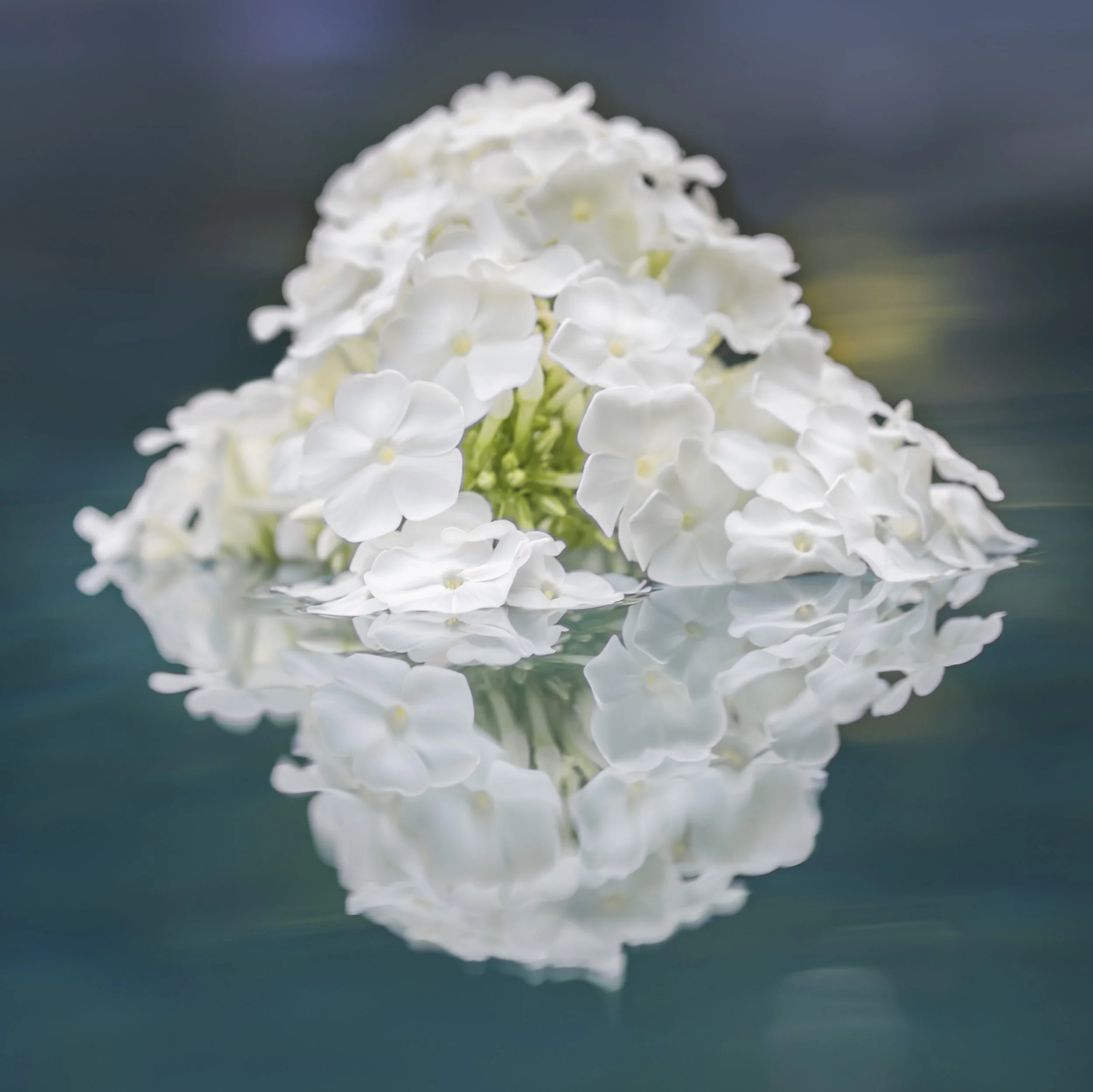 Phlox Float