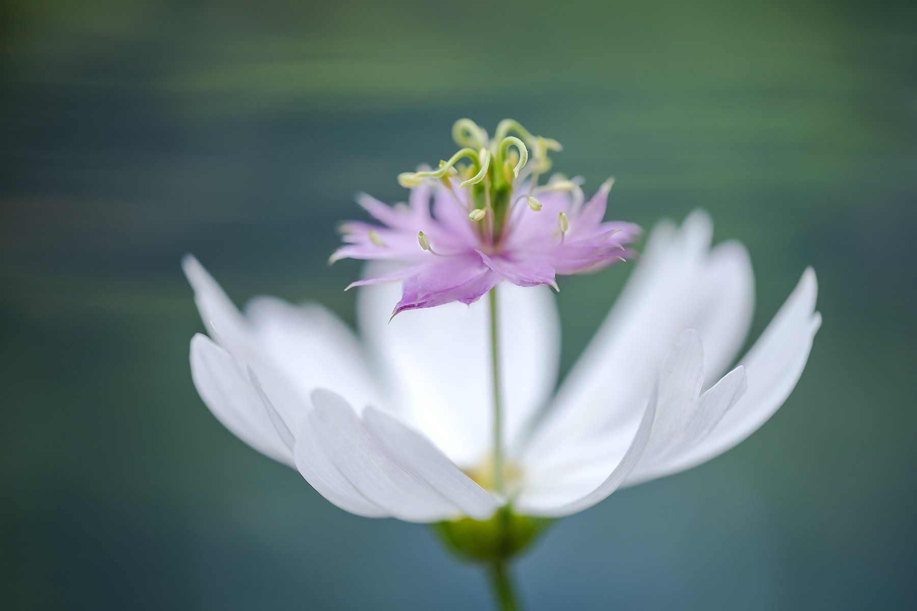 Nigella on the Half-Shell